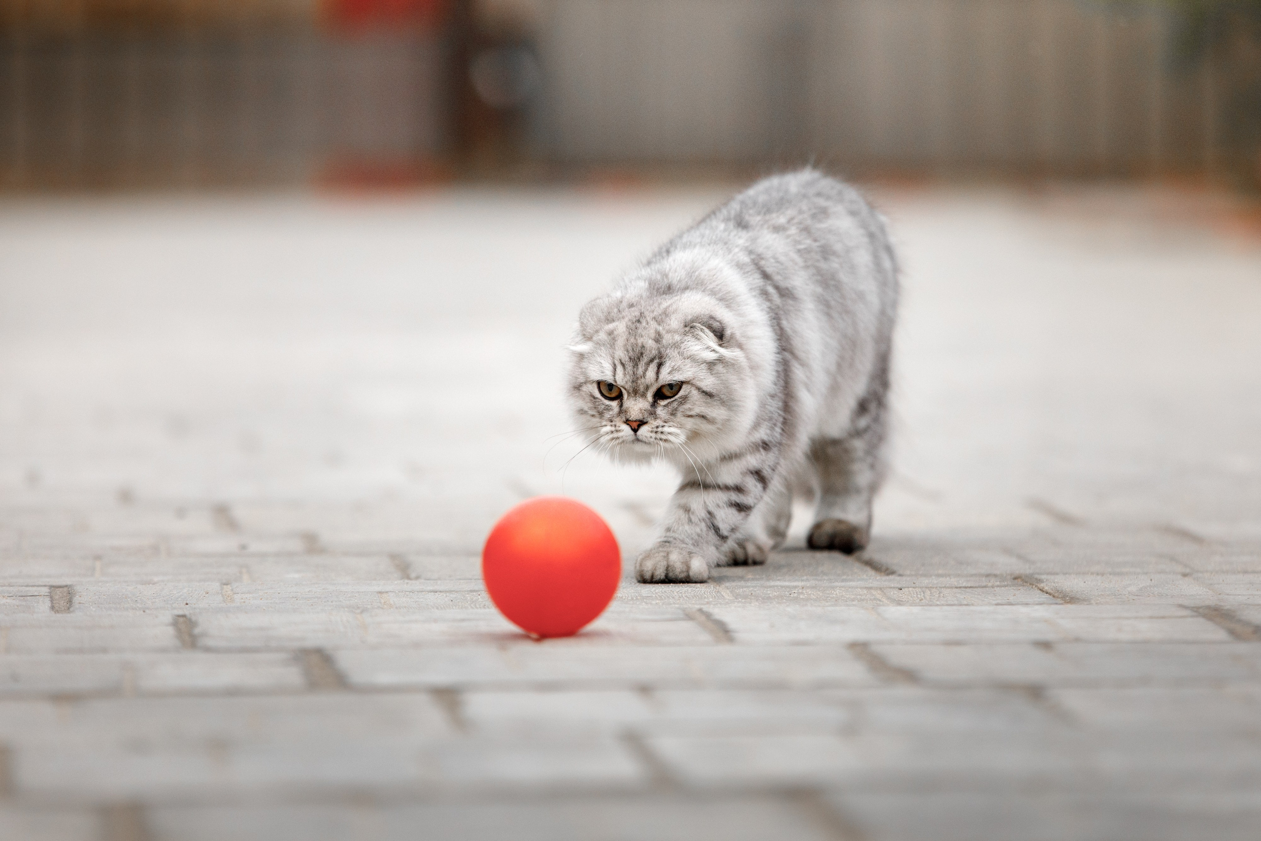Болтовня в саду. О нас