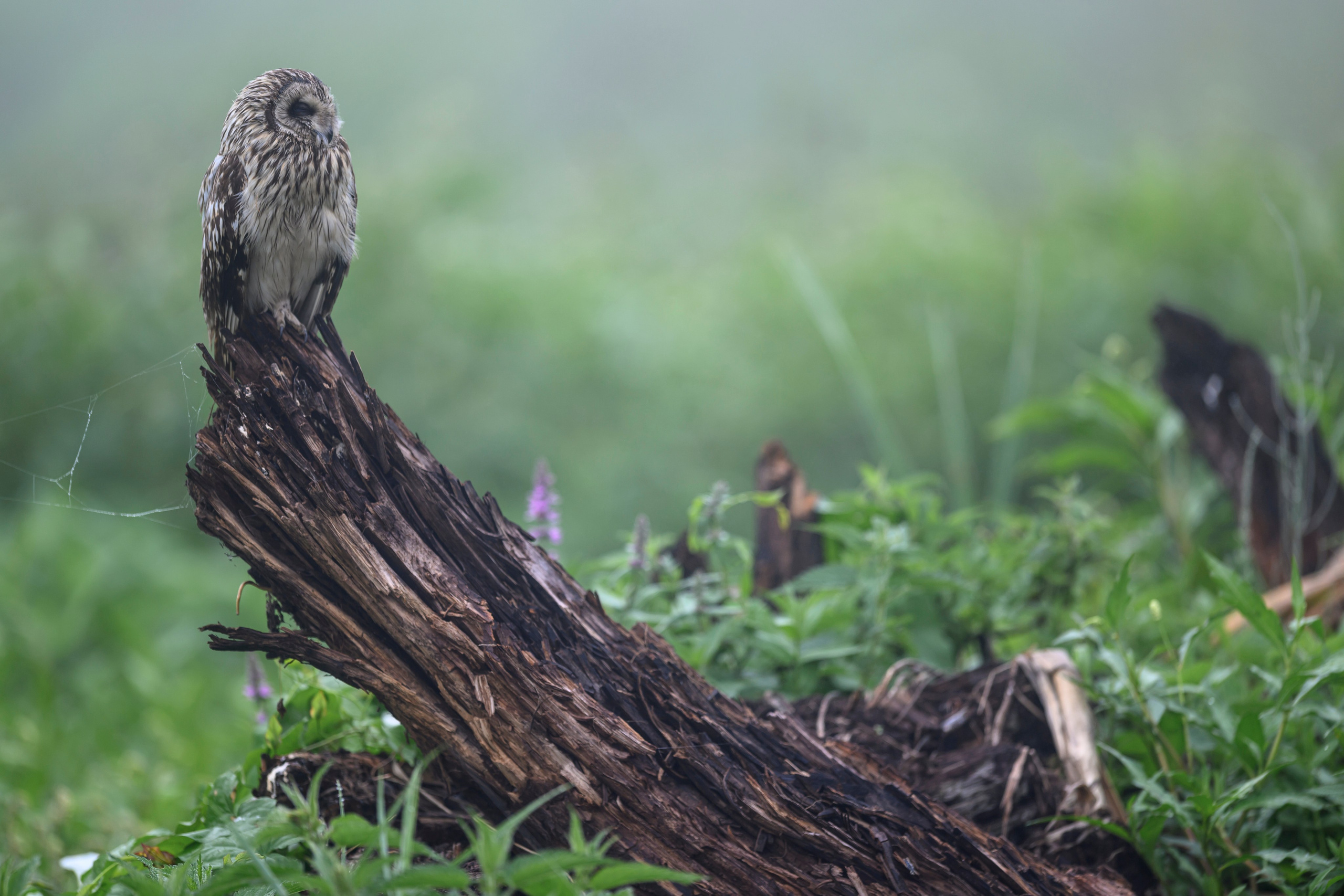 Сова вернулась. The owl has returned. Wildlife photography by Sergey Puponin