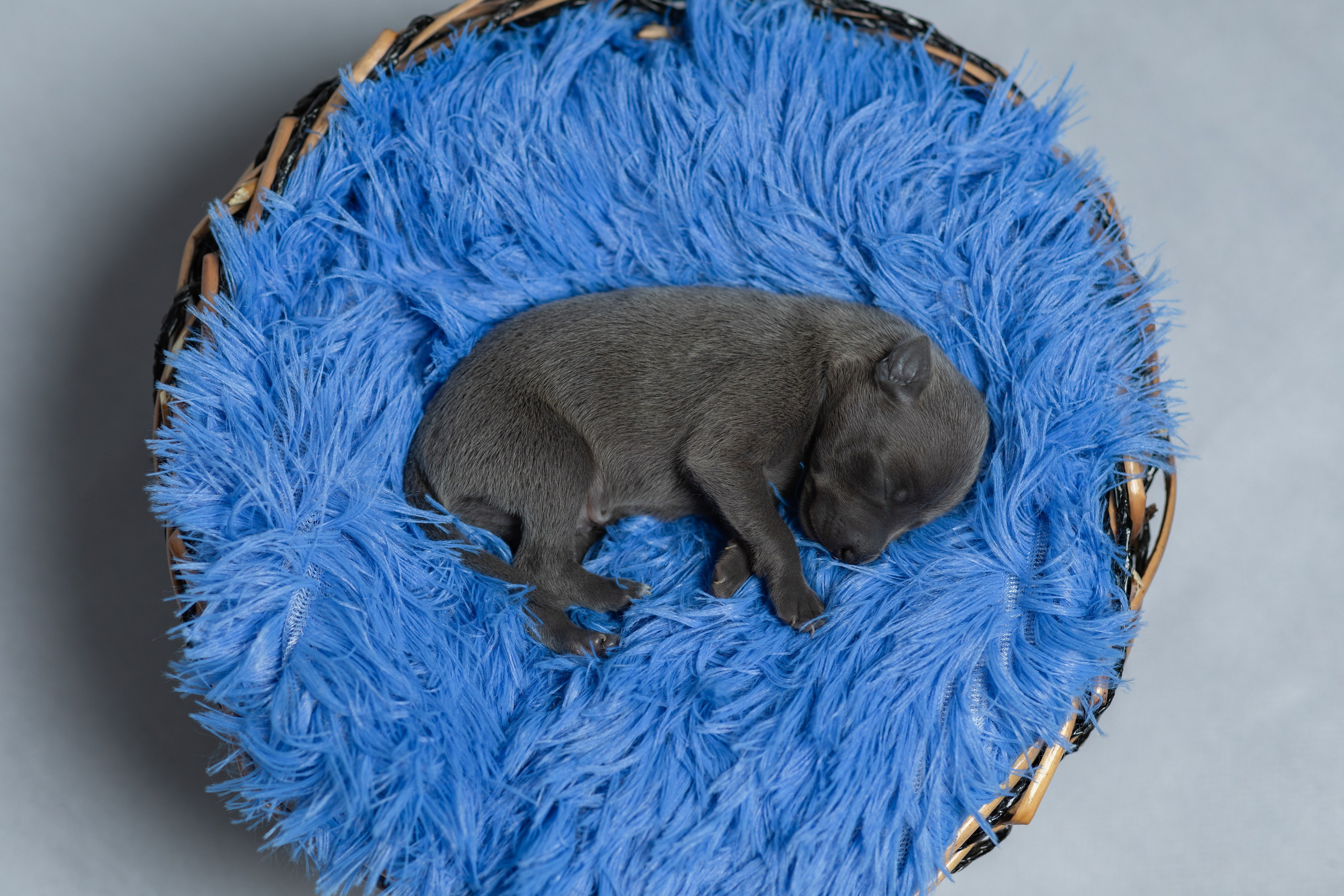 Фотосъемка фотосессия домашних животных собак кошек в Сургуте, пгт.Федоровский