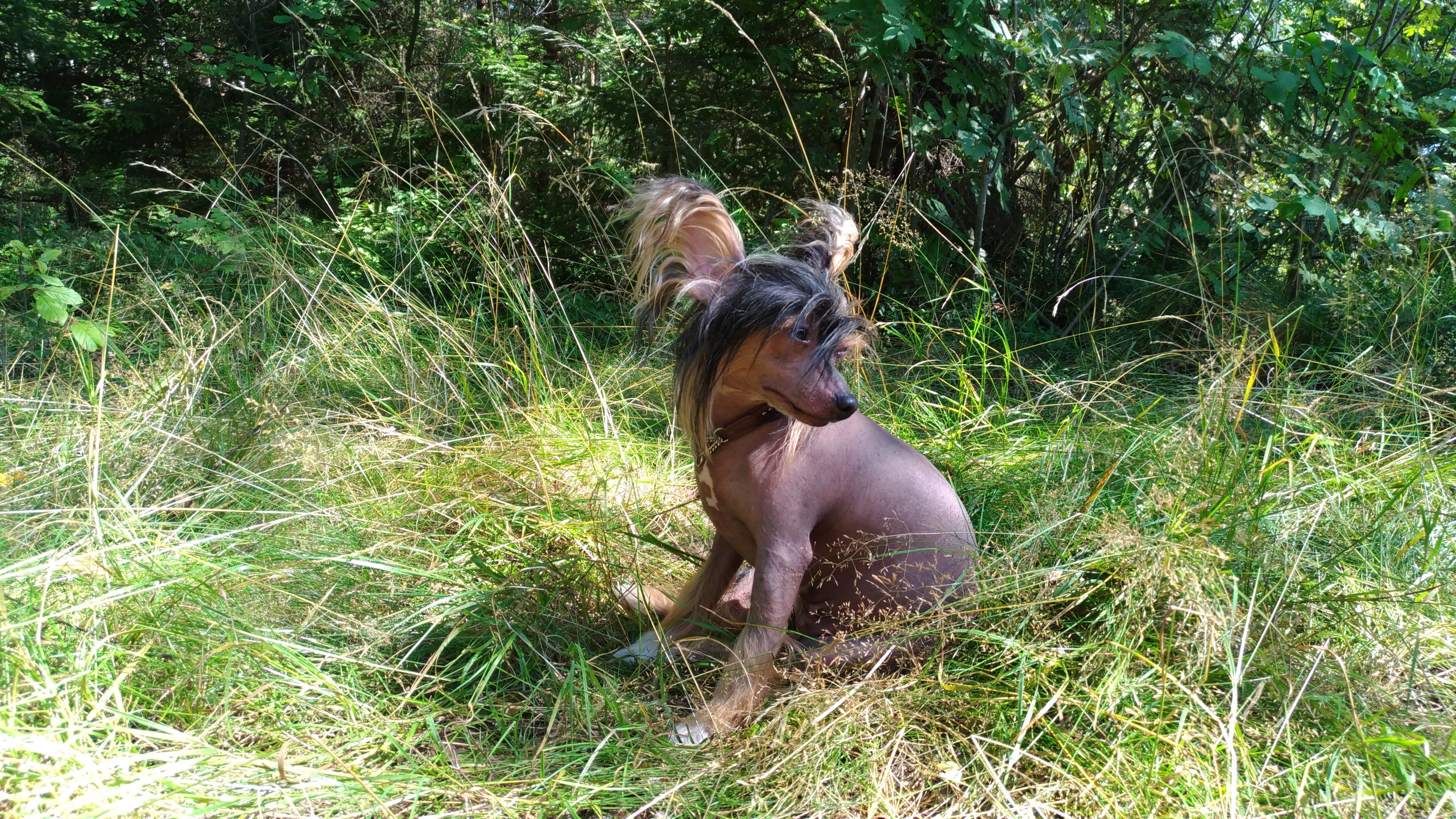 Hike to Konakovo. Poale Ell Chinese Crested Dog Kennel: Buy a puppy from the kennel