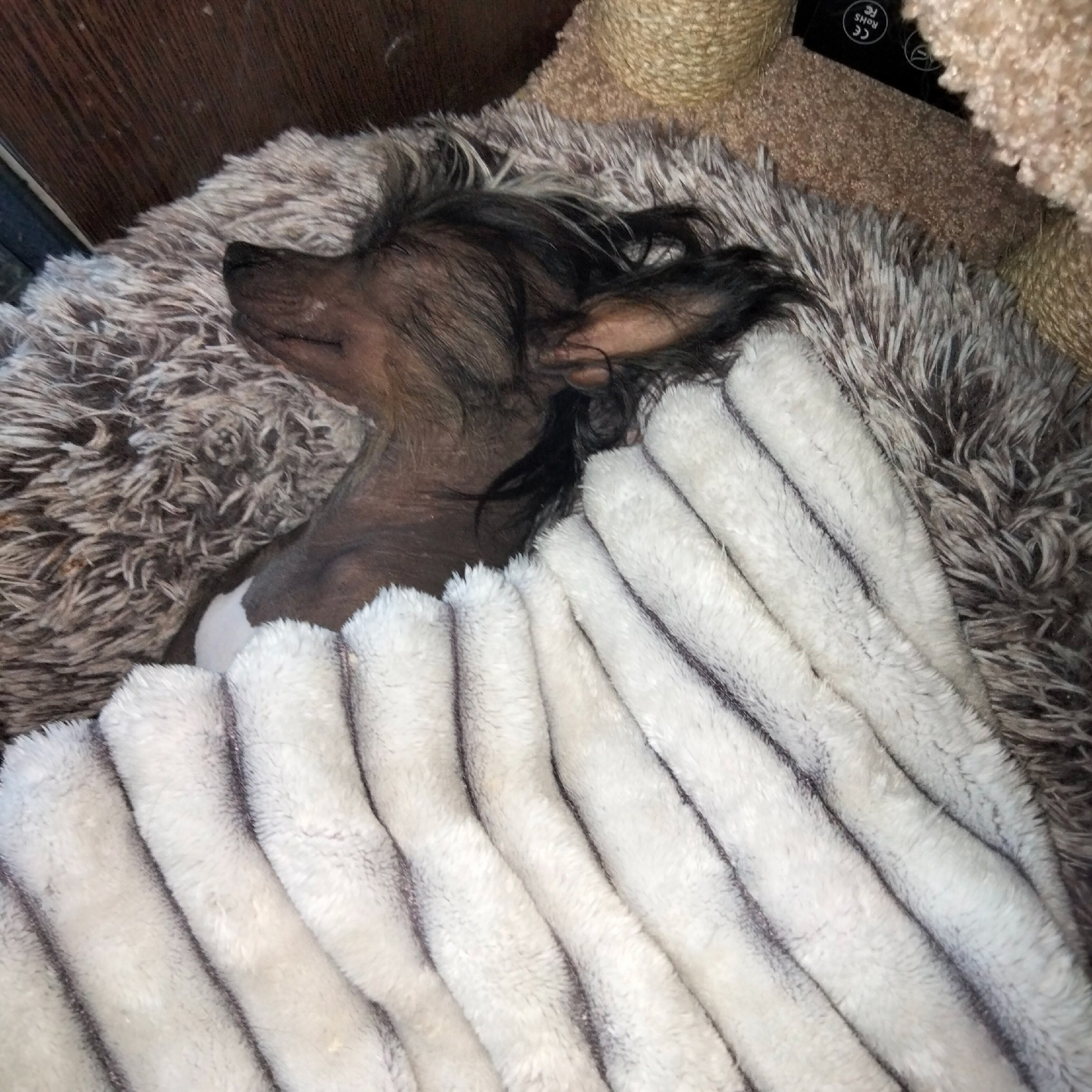 Poale Ell Vinsent. Chinese Crested Dog Kennel Poale Ell