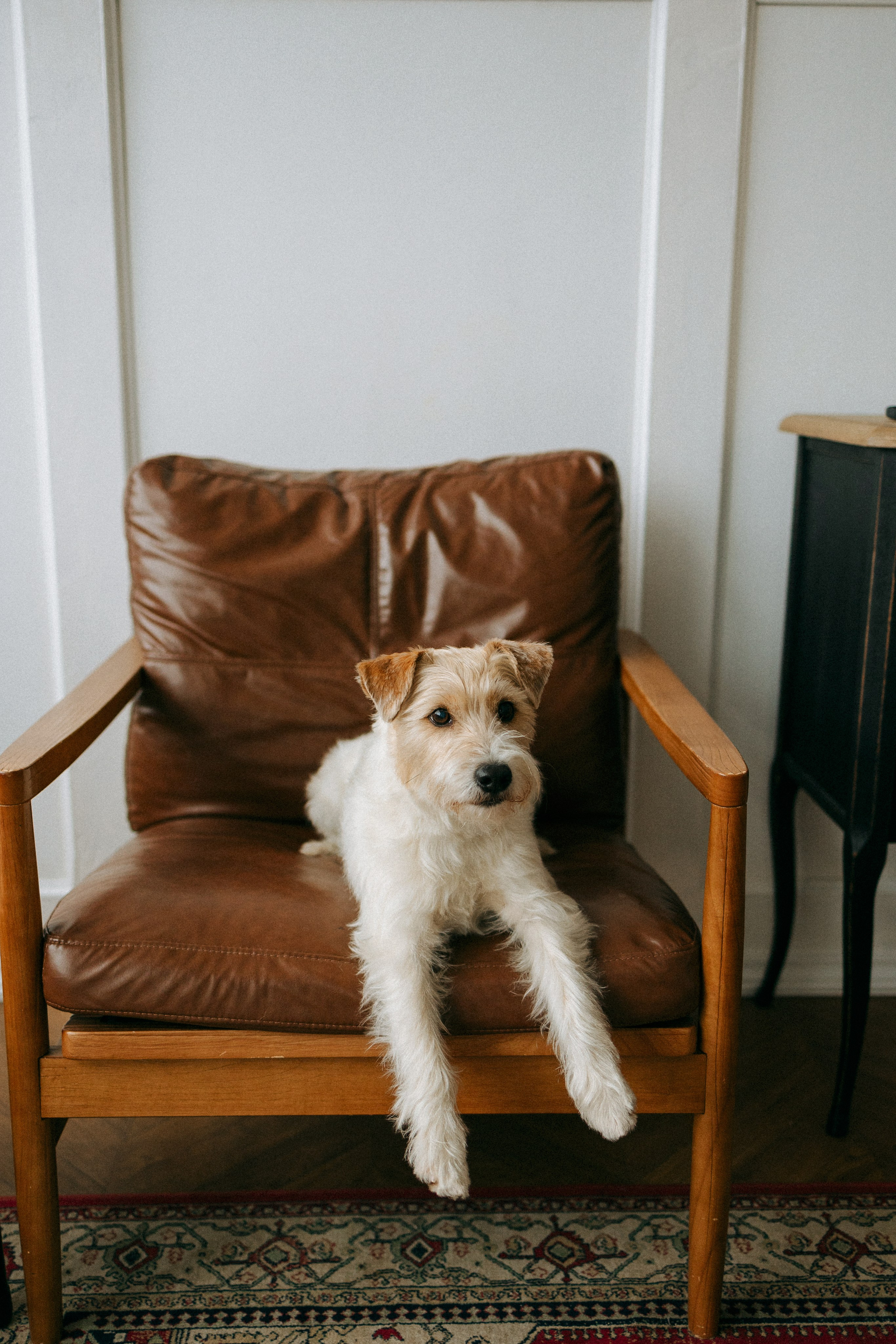 Цунами, Теон и Женя. Фотограф анималист Анастасия Пикей