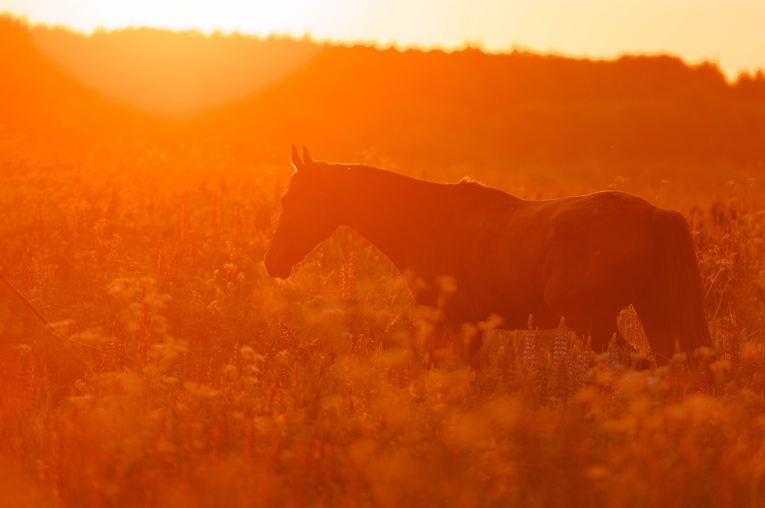 Ивори в закатных полях. Фотограф-анималист