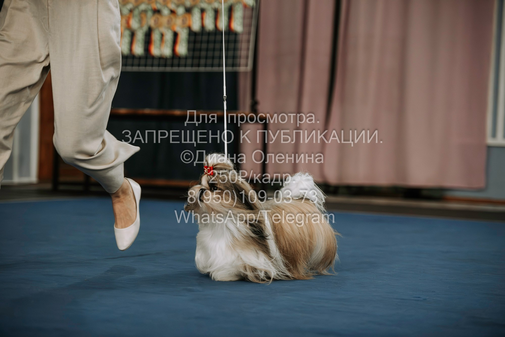 Выставка собак Красноярск 29.10.2023. Фотограф Диана Оленина Красноярск / Братск