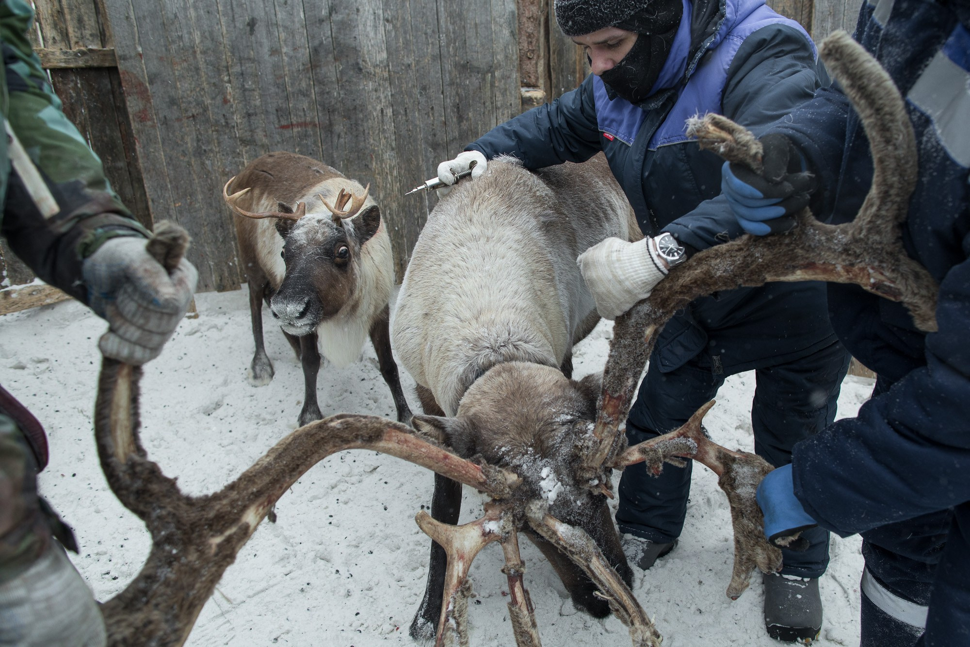 Кораль. На север к оленям. Репортажный фотограф в Сочи — Михаил Мордасов