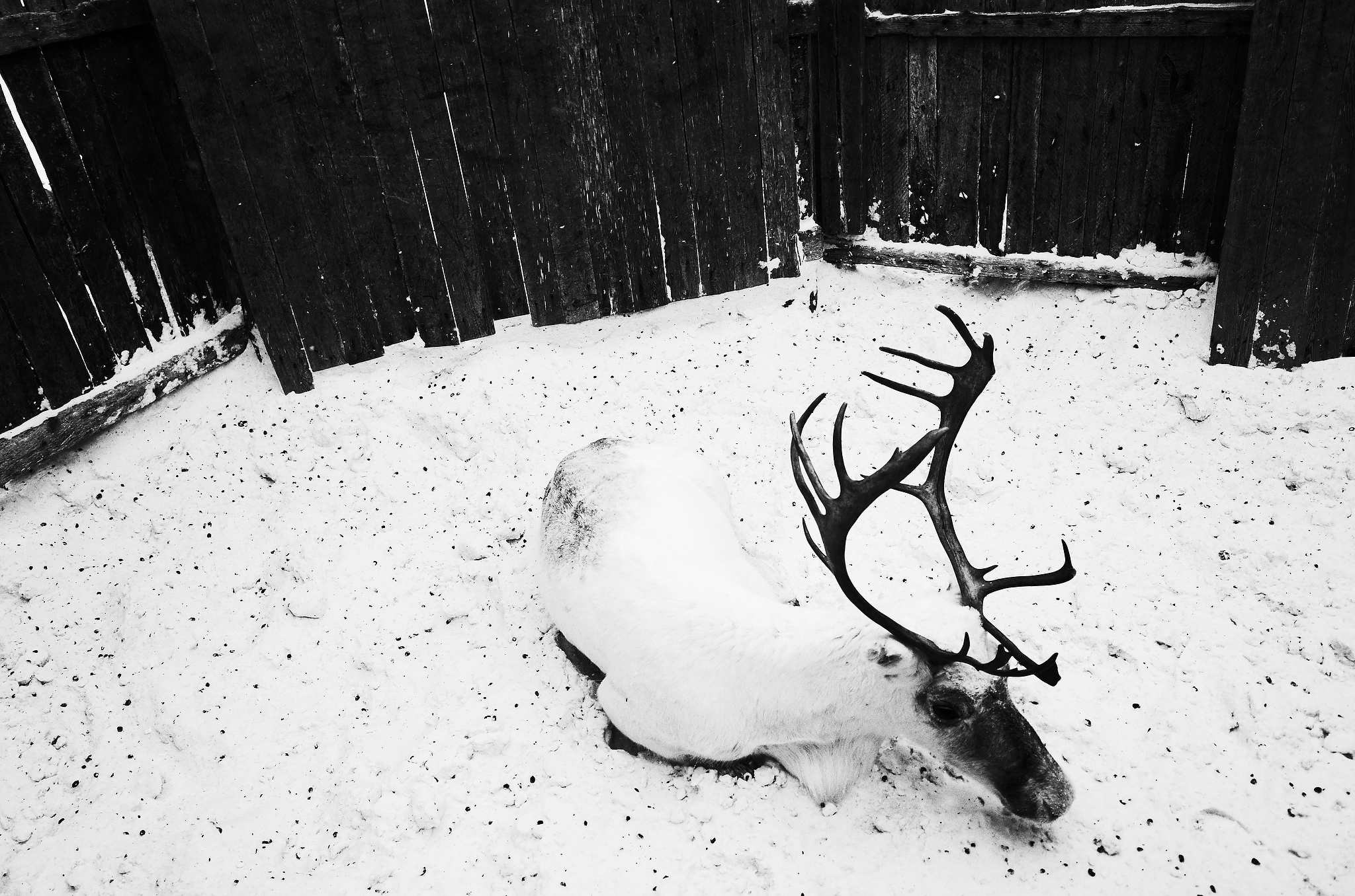 Кораль. На север к оленям. Репортажный фотограф в Сочи — Михаил Мордасов