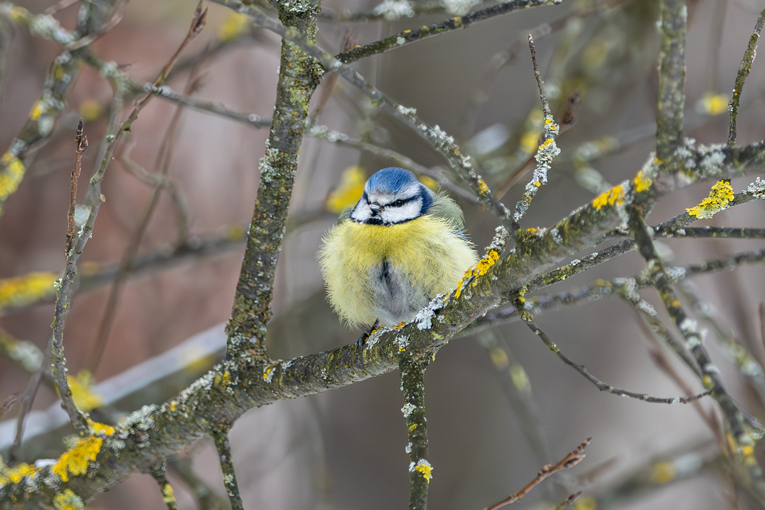 Природа. Фотограф Владимир Охрименко