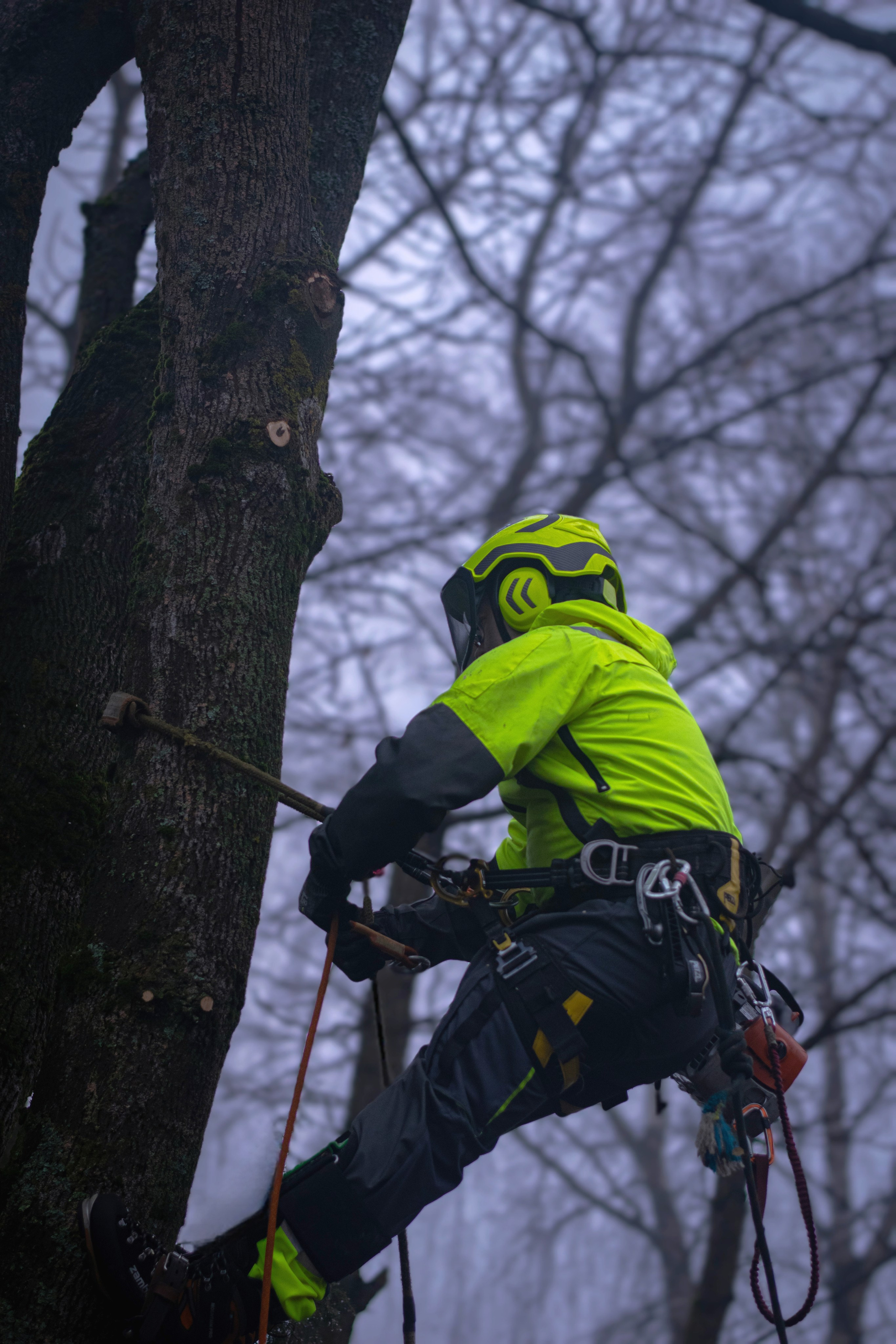 Спил деревьев. Аrbori Culturist