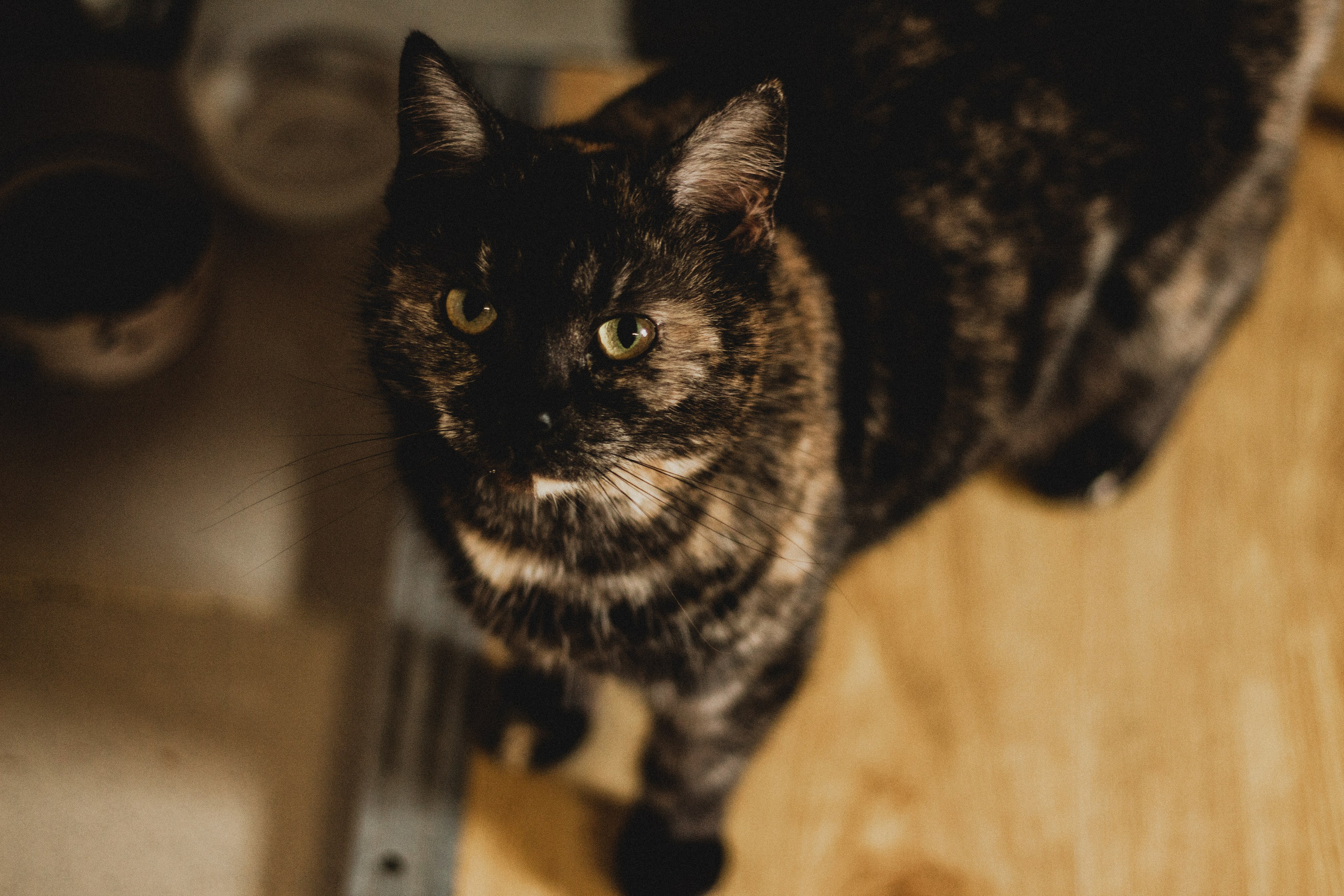 Юля. Мария Колесникова