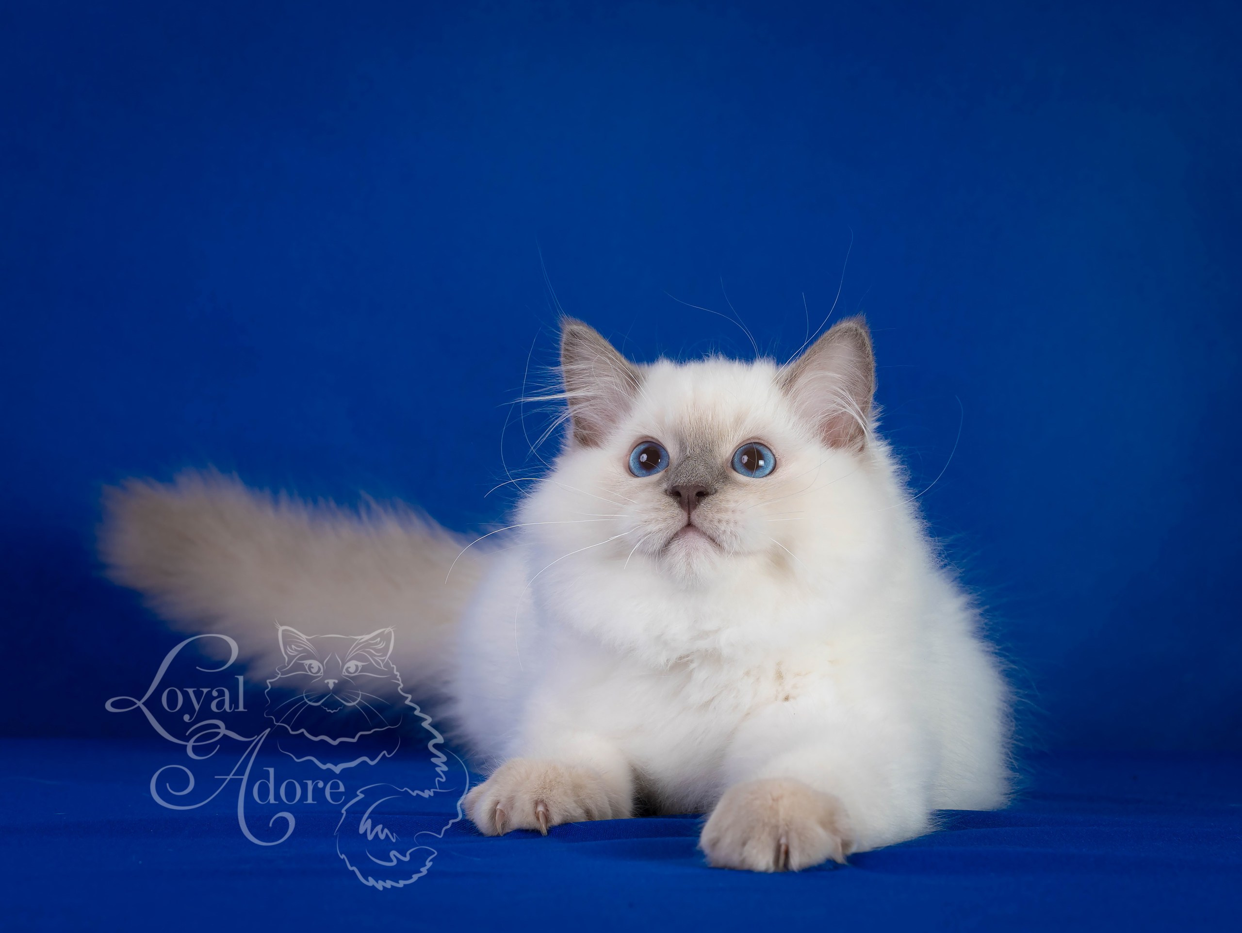 Коты производители Loyal Adore. Питомник рэгдолл Loyal Adore