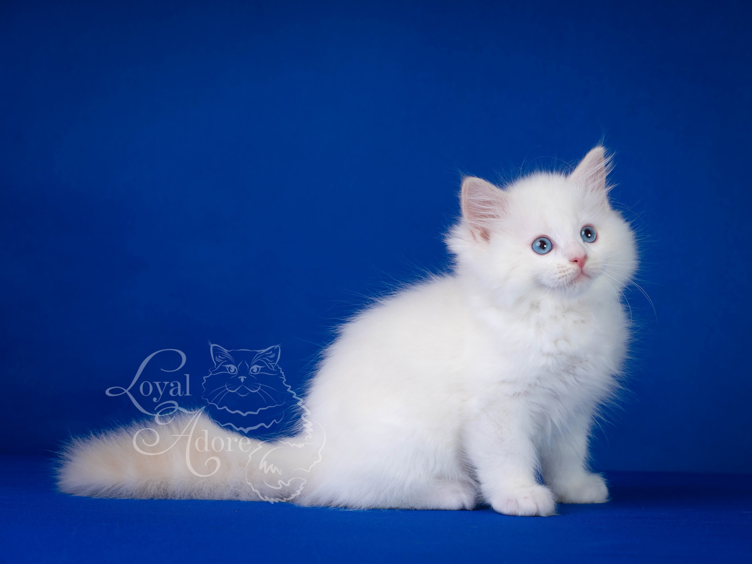 Котята рэгдолл от Loyal Adore. Питомник рэгдолл Loyal Adore