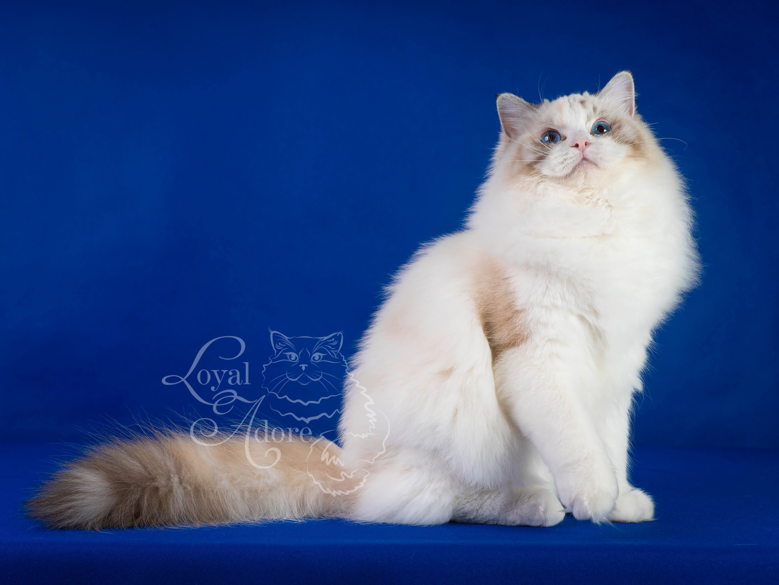 Кошки производители Loyal Adore. Питомник рэгдолл Loyal Adore
