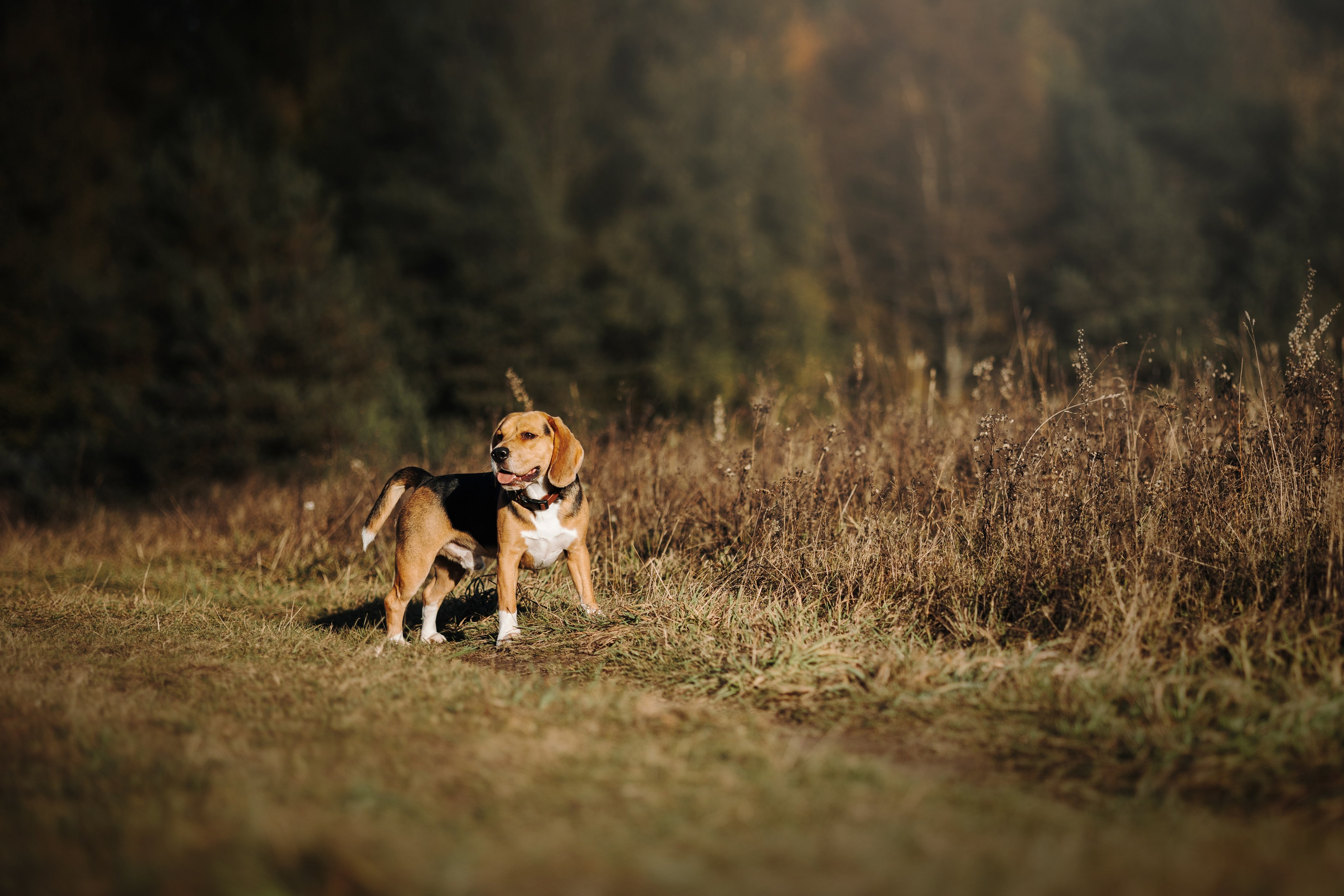 Оуджи и его семья. Фотограф — Анималист | Санкт-Петербург