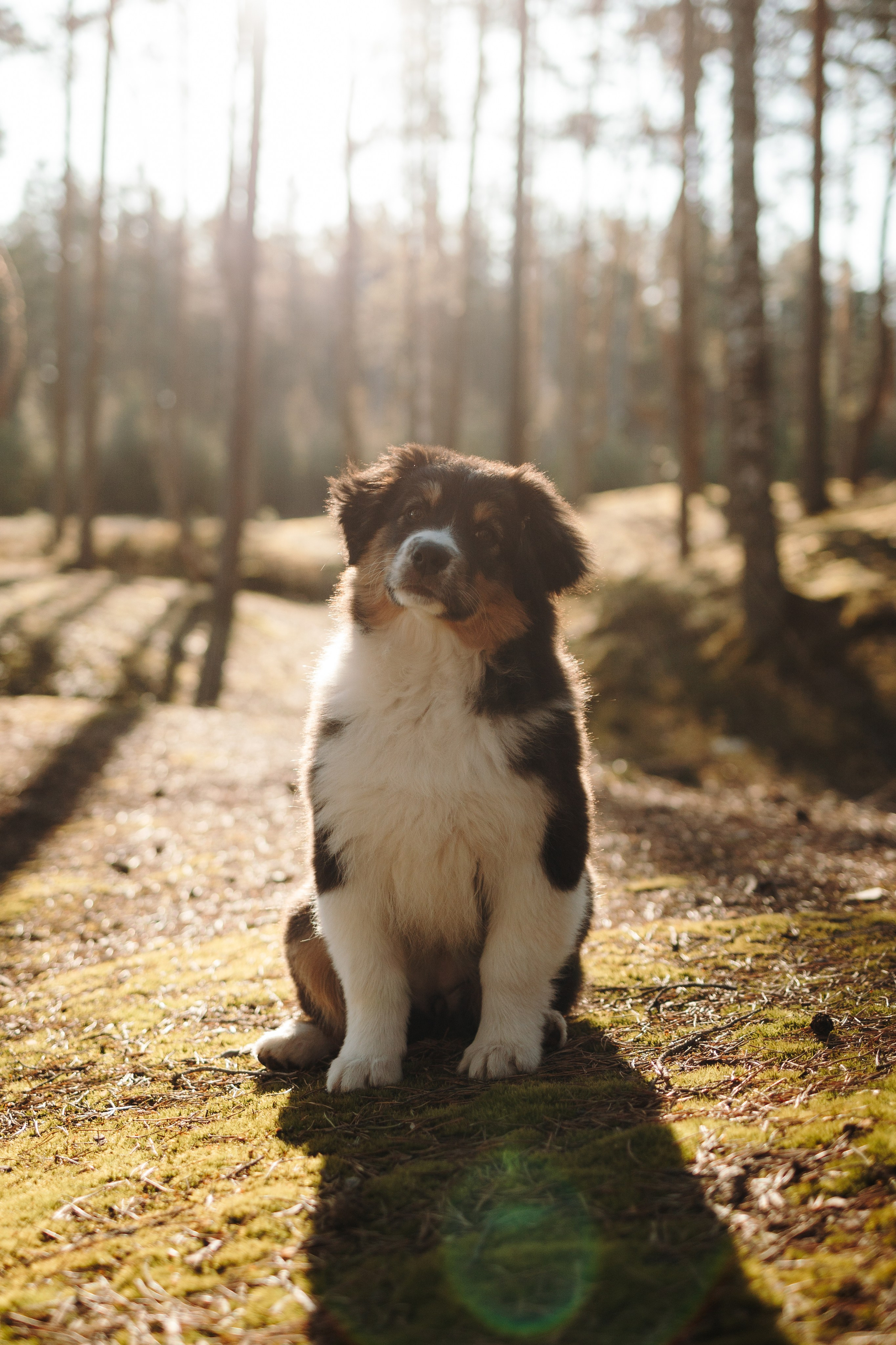 Ира и Шмель. Фотограф — Анималист | Санкт-Петербург