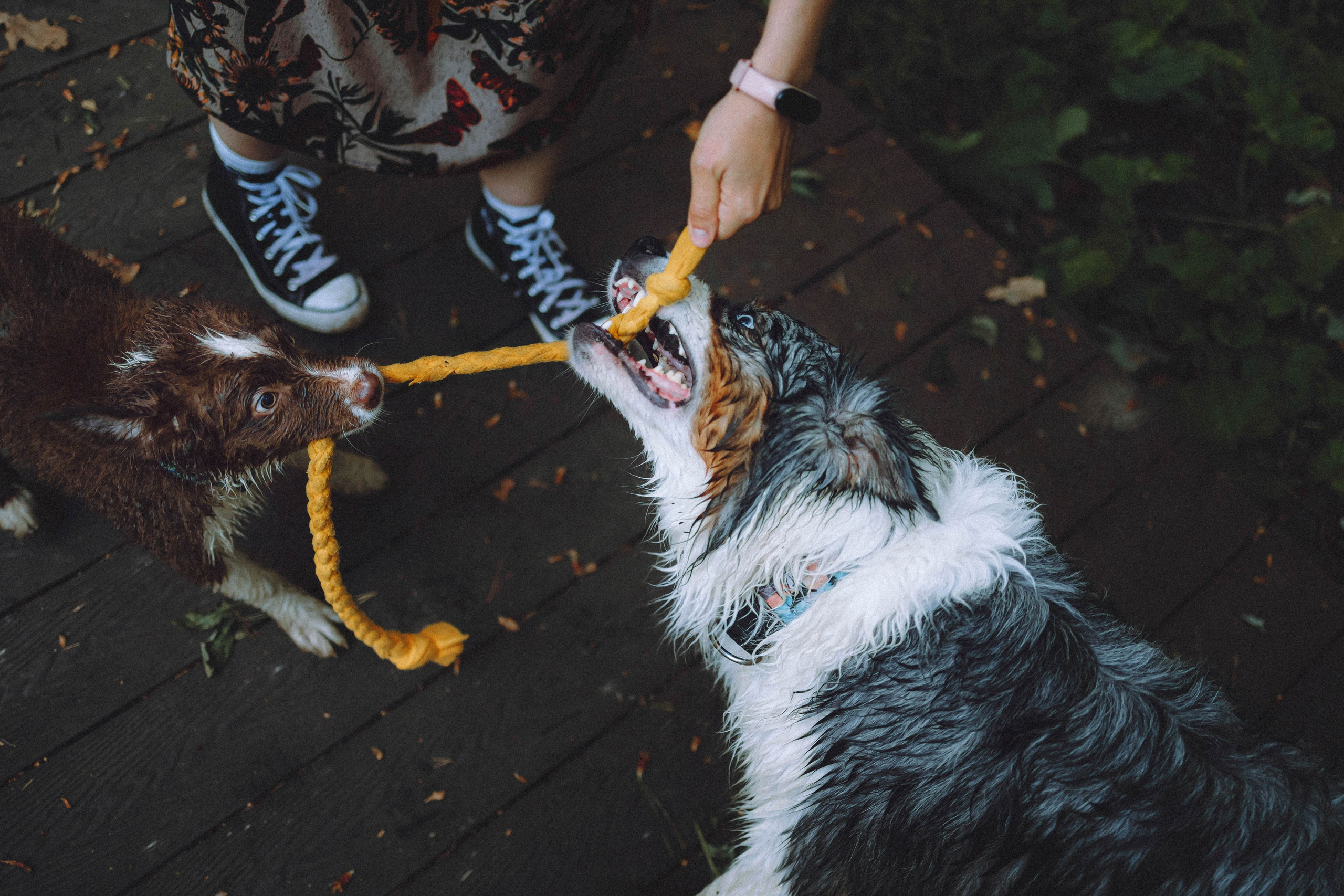 Лена, Принц и Фенек