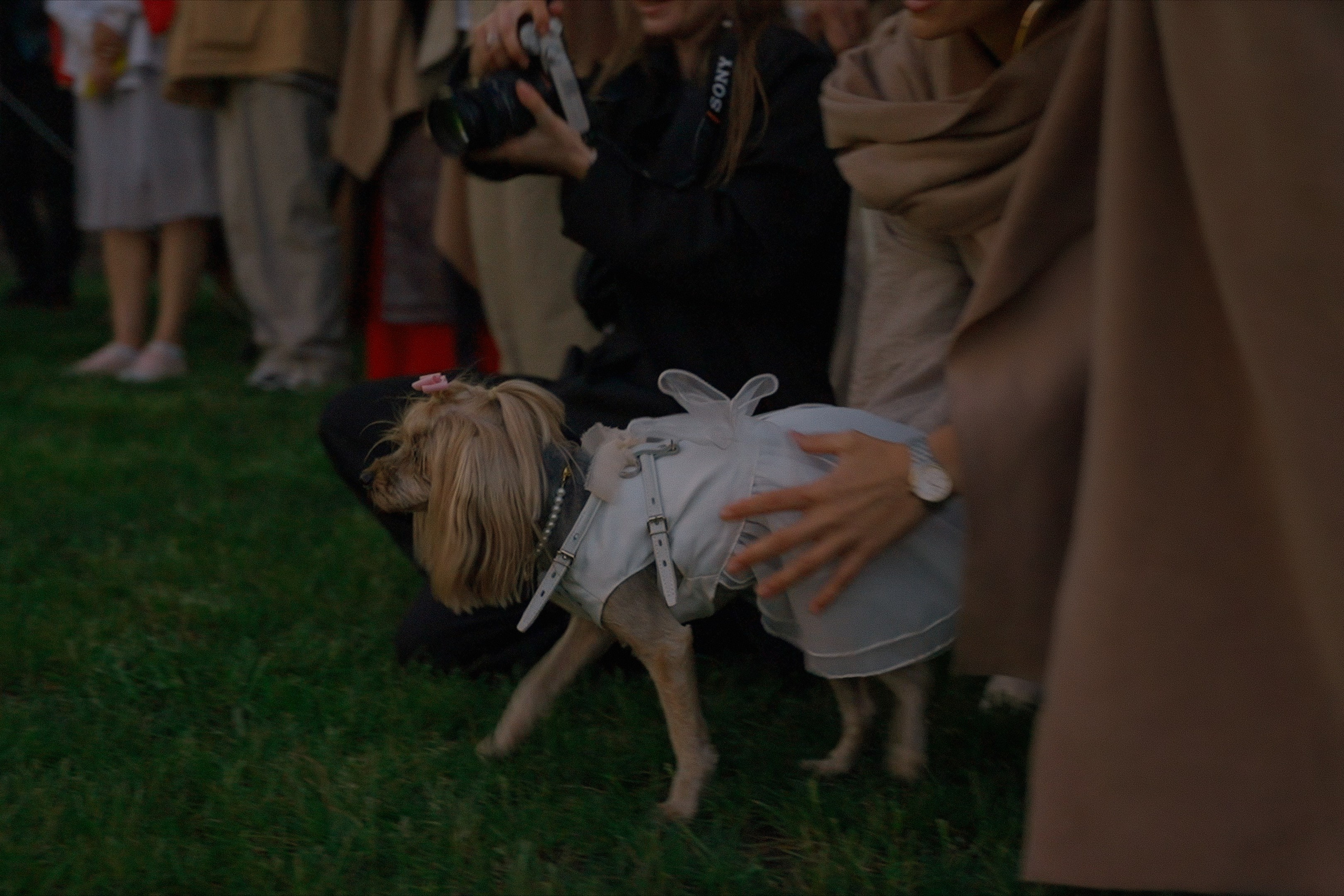 Аркея. Свадебный Видеограф Фотограф в Сочи