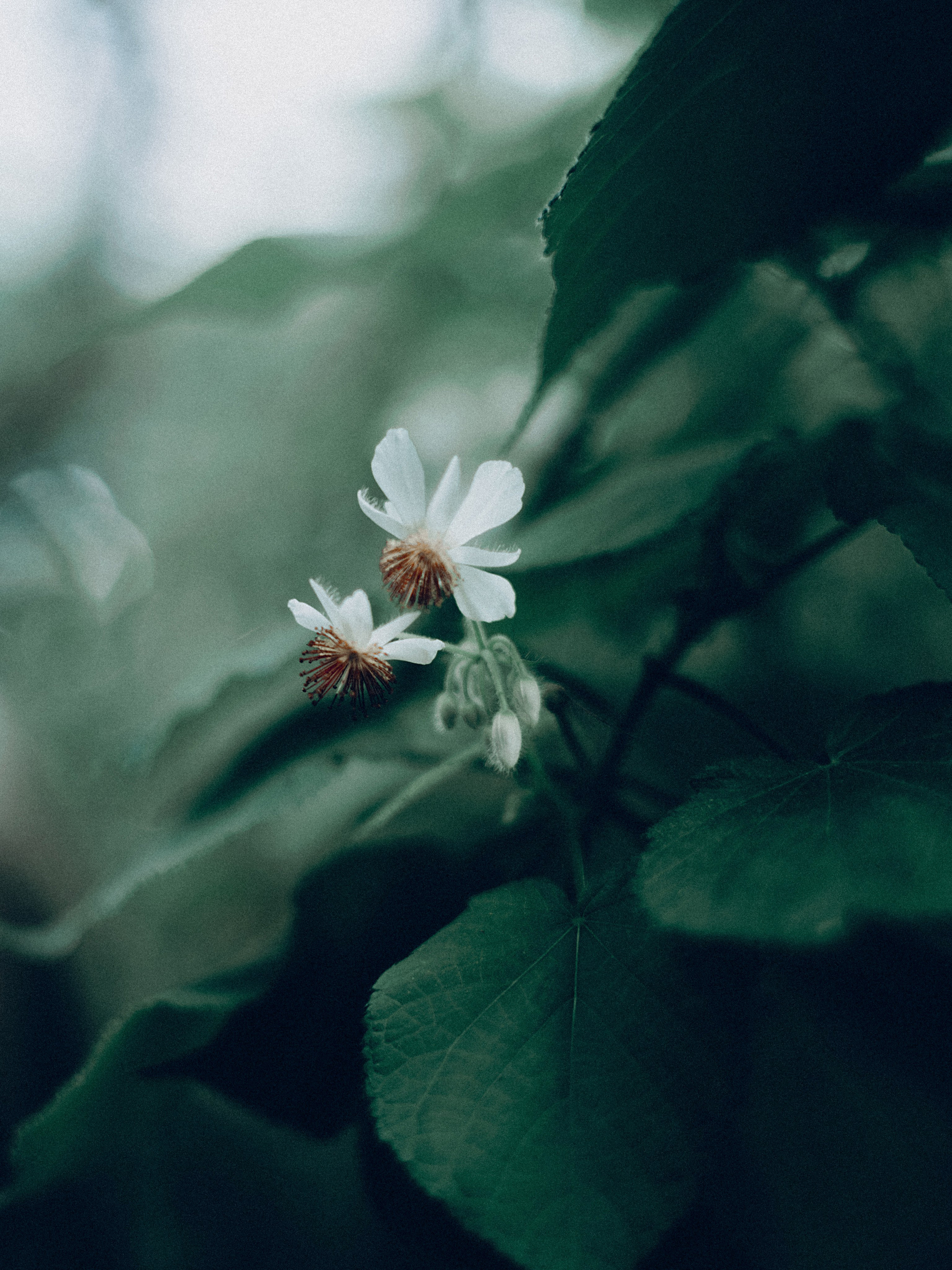 Botanical. Портретный и свадебный фотограф в Москве и Санкт-Петербурге. Учитель фотографии онлайн и оффлайн