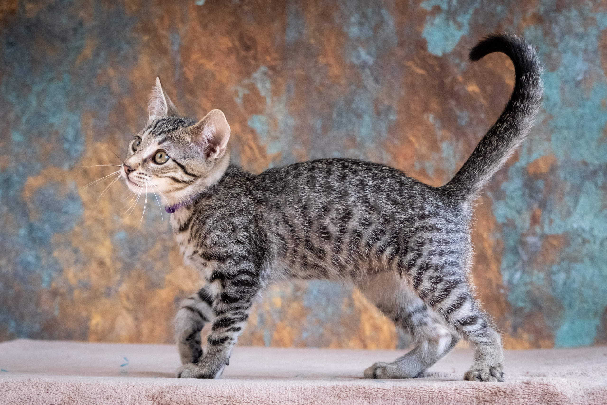 Котята для Дианы. Зоофотограф, фотограф животных в Москве и области Дина Дамоцева