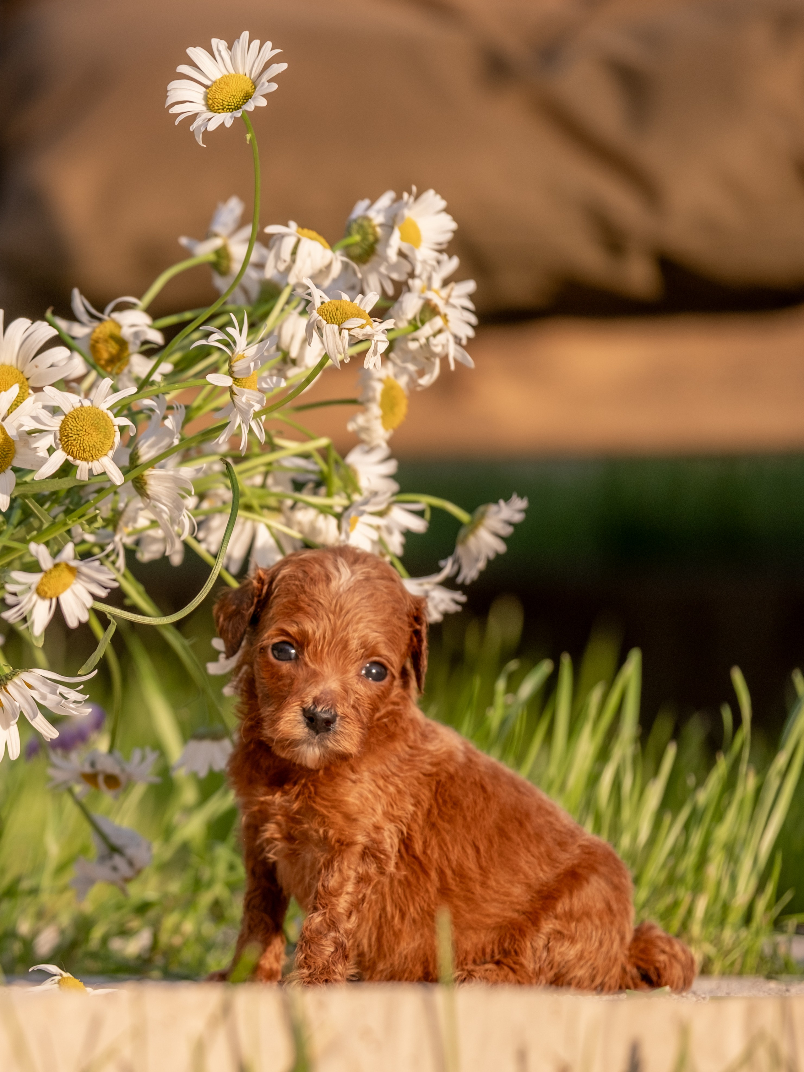 Неповторимые лабрадудли для Елены). Зоофотограф, фотограф животных в Москве и области Дина Дамоцева