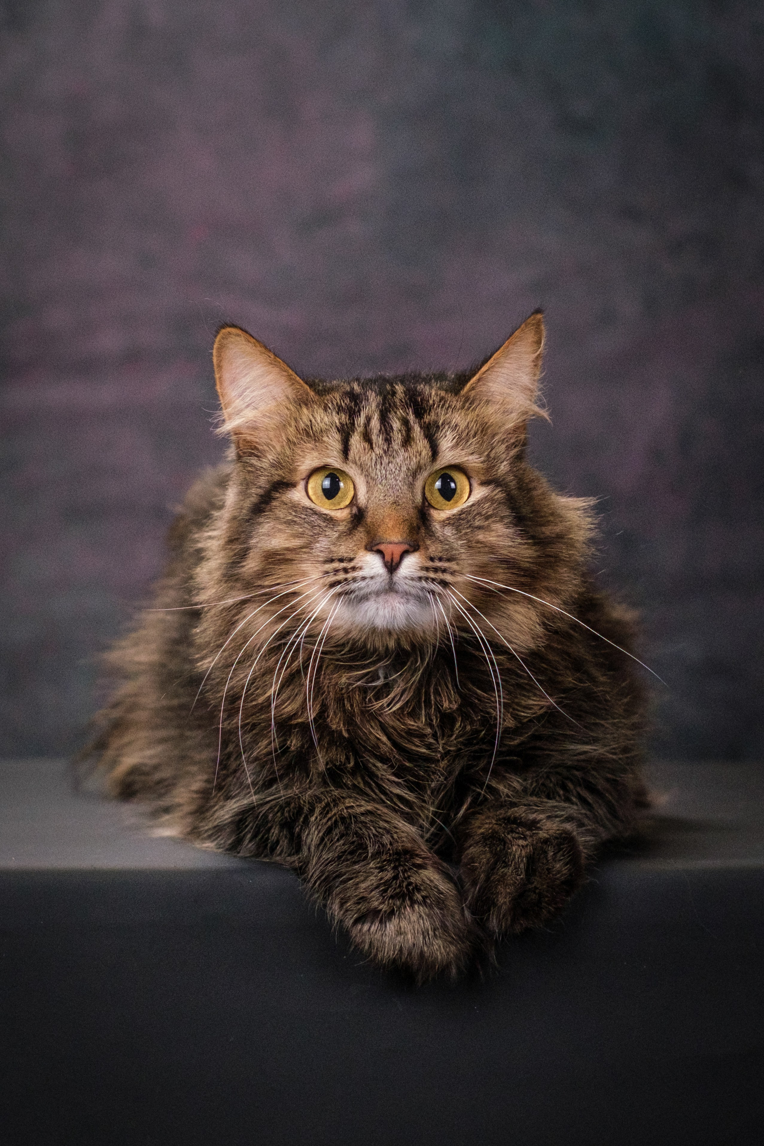 Котики Мурмурии). Зоофотограф, фотограф животных в Москве и области Дина Дамоцева