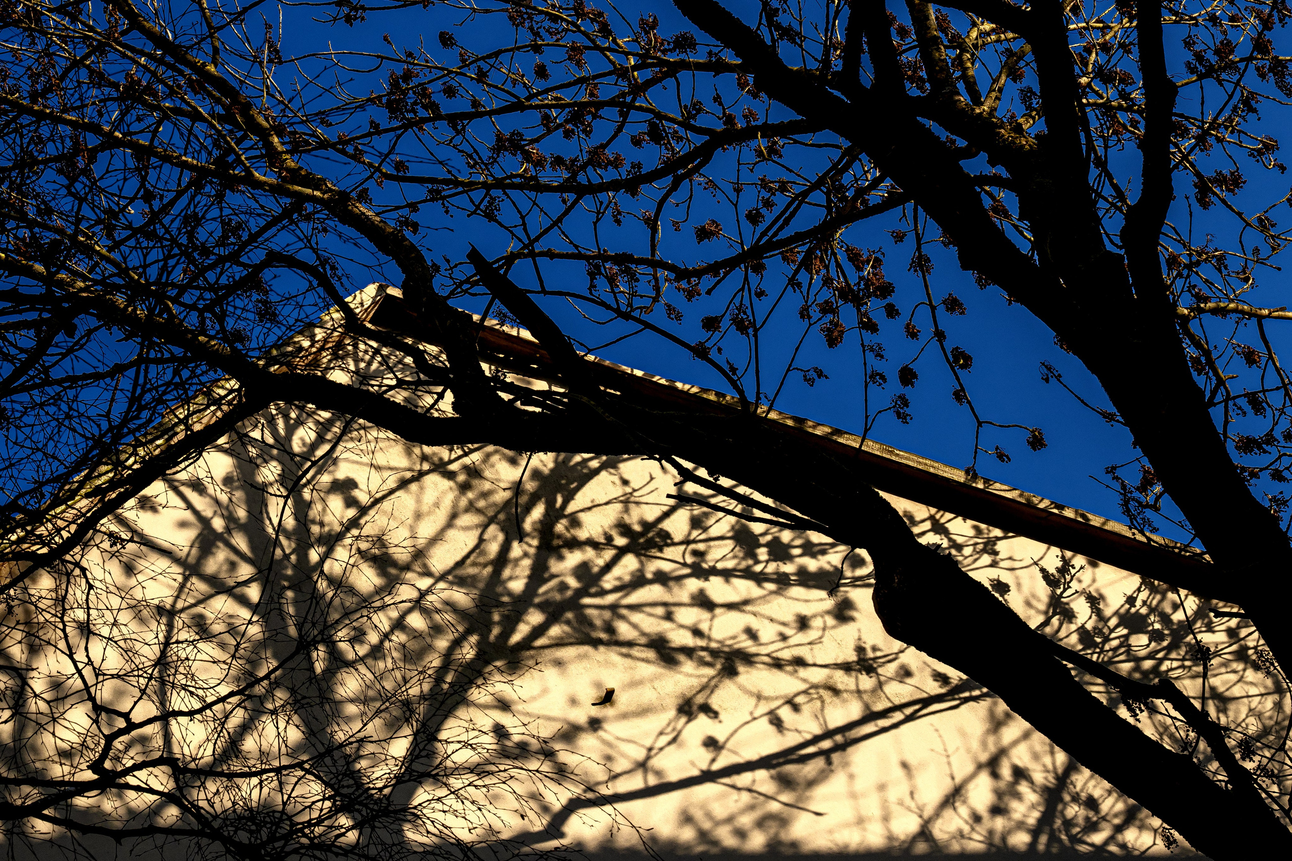 Light. Dimitri Bakhtadze photographer