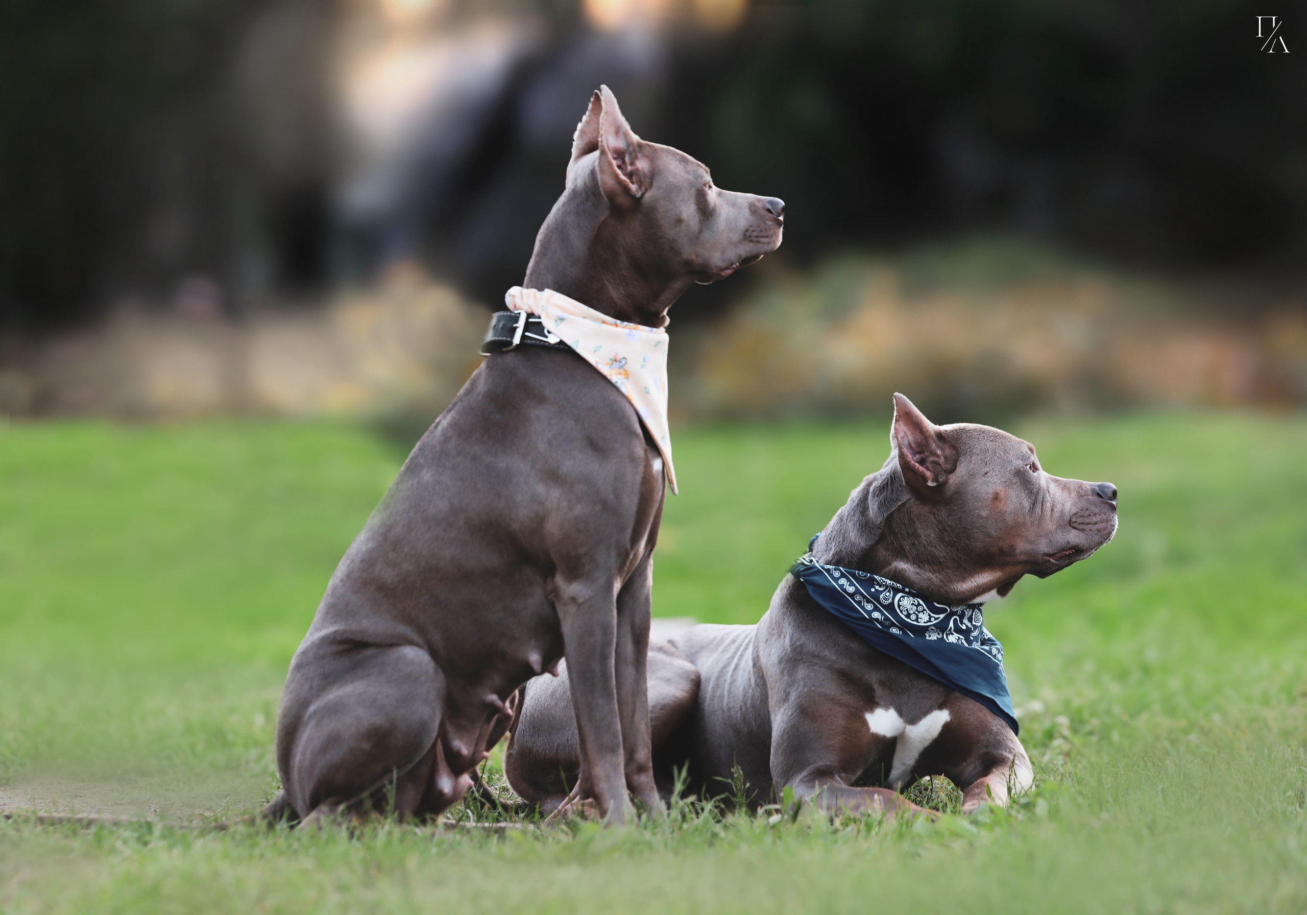 Рассветные фотосъёмки. Фотограф-анималист Павлова Любовь