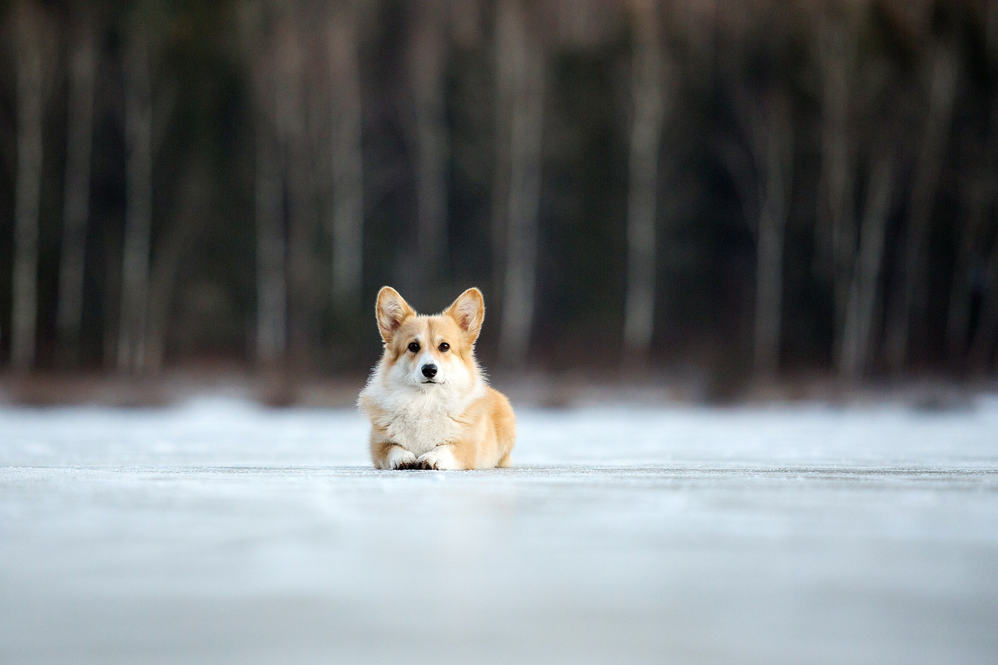 Собаки. Фотограф-анималист Юлия Удовенко
