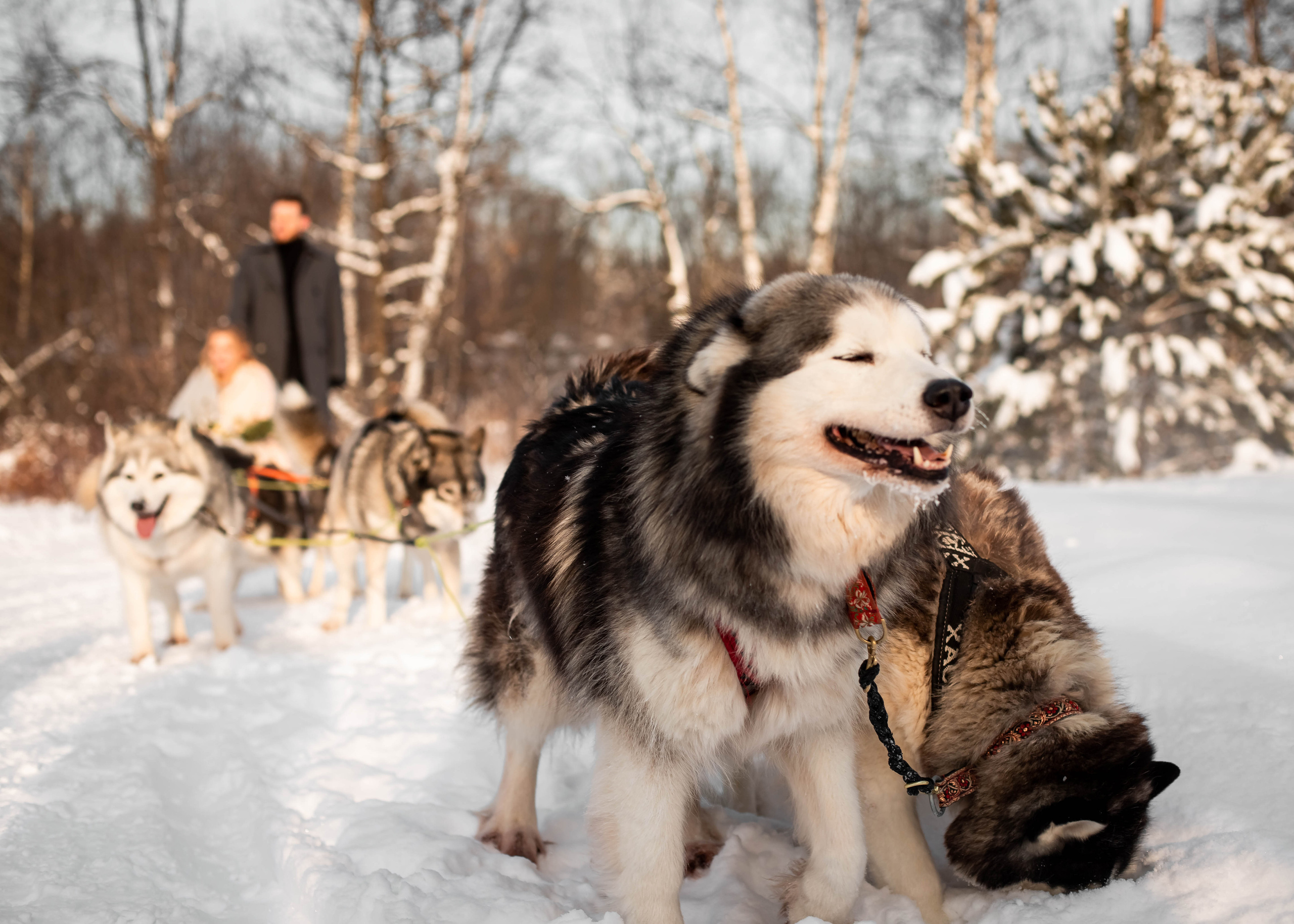 Пара с хаски. Женский свадебный и детский фотограф в Москве Юлия