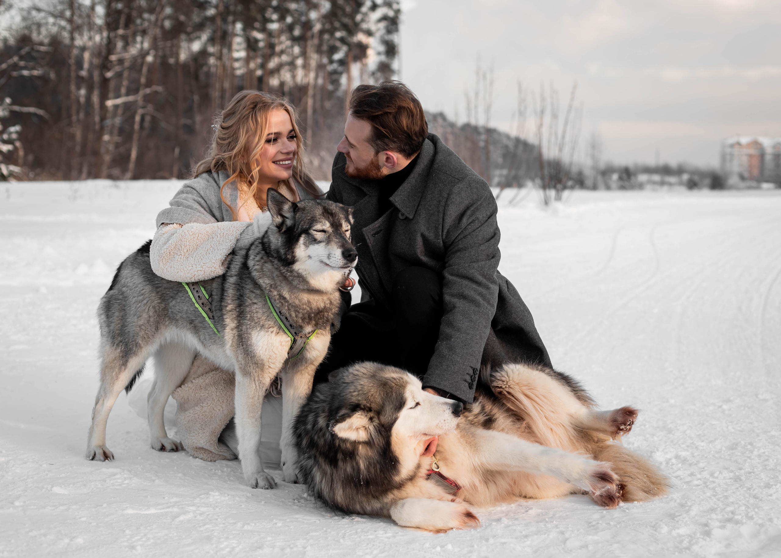 Пара с хаски. Женский свадебный и детский фотограф в Москве Юлия