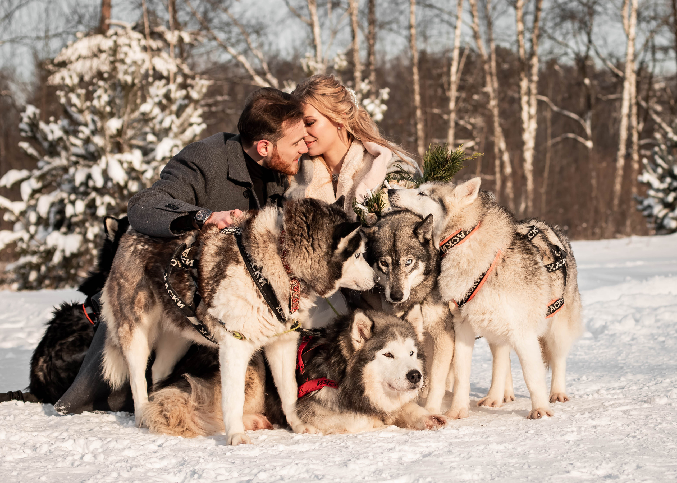 Пара с хаски. Женский свадебный и детский фотограф в Москве Юлия