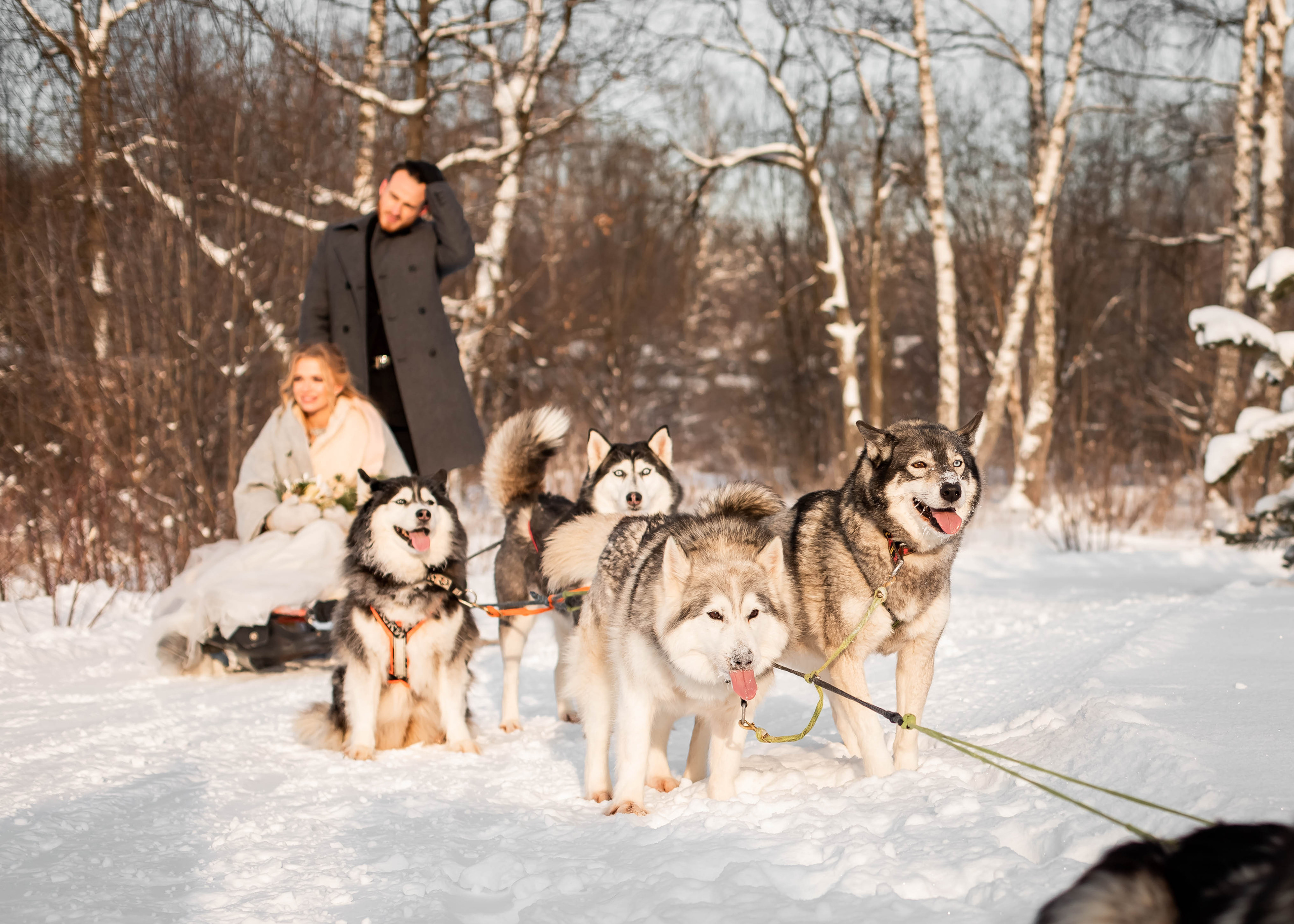 Пара с хаски. Женский свадебный и детский фотограф в Москве Юлия