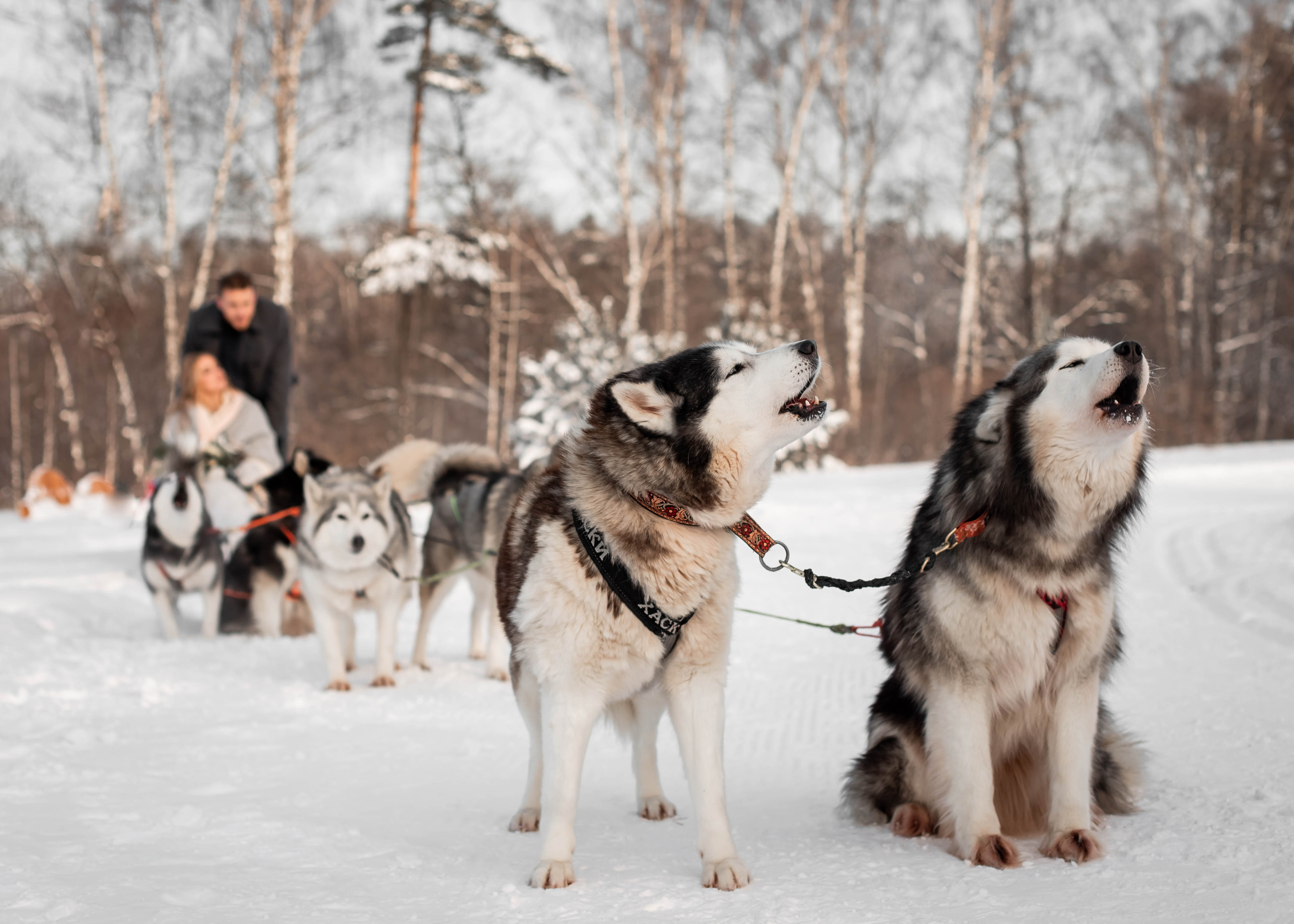 Пара с хаски. Женский свадебный и детский фотограф в Москве Юлия