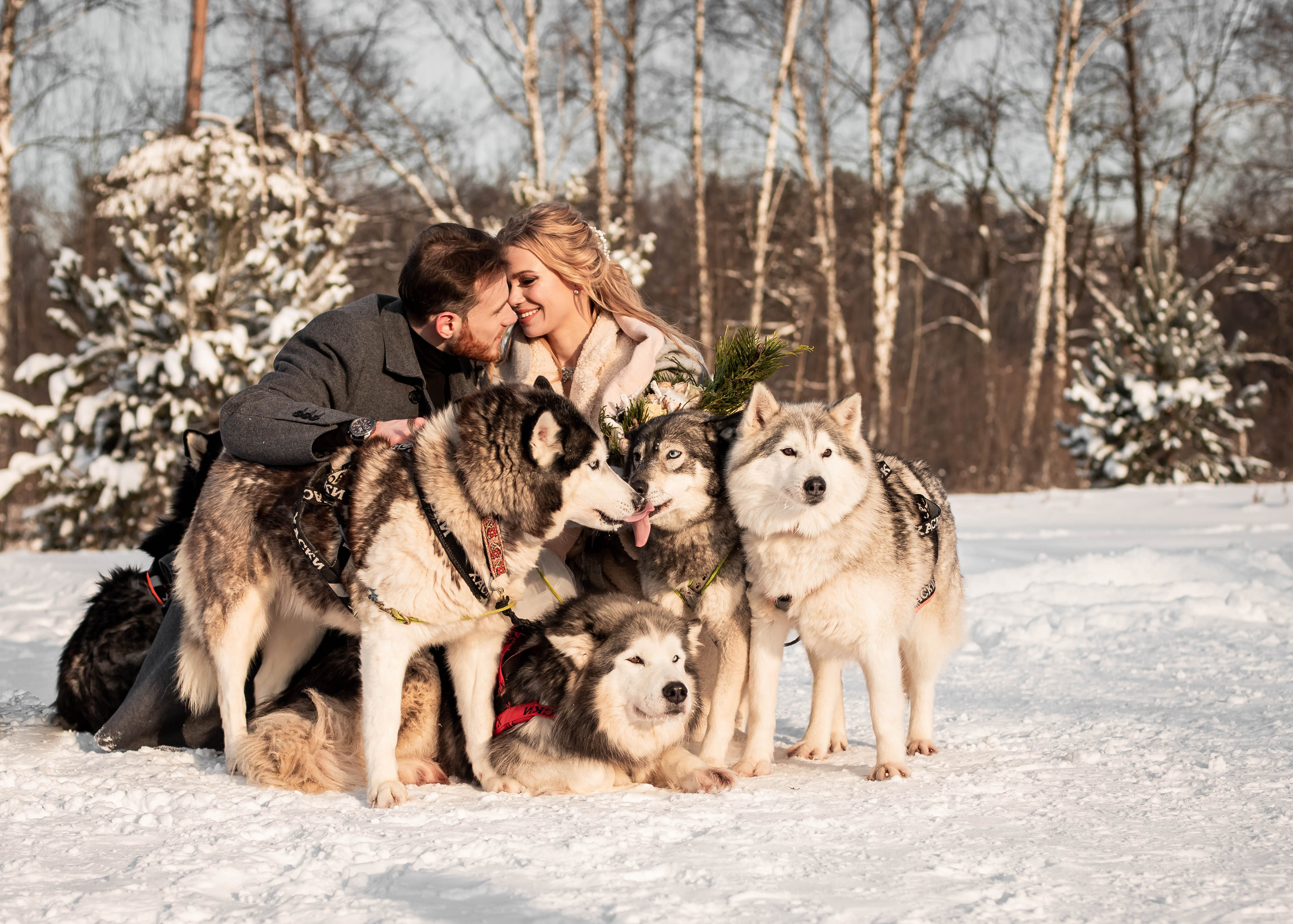 Пара с хаски. Женский свадебный и детский фотограф в Москве Юлия