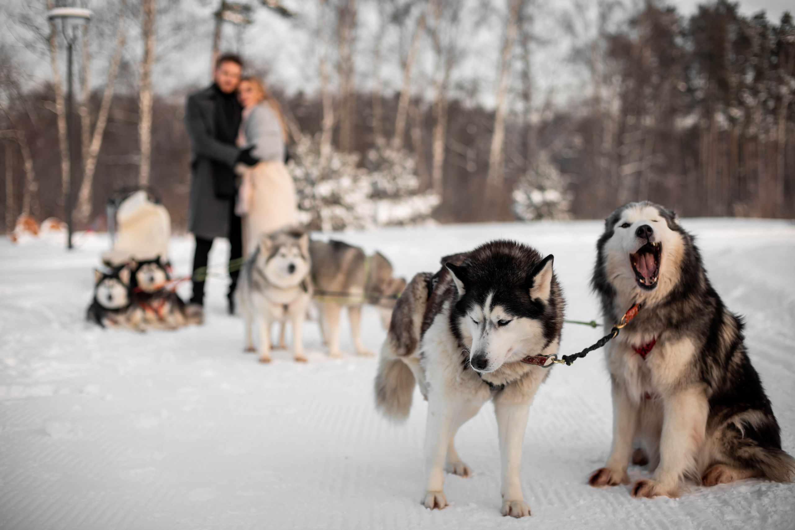 Пара с хаски. Женский свадебный и детский фотограф в Москве Юлия