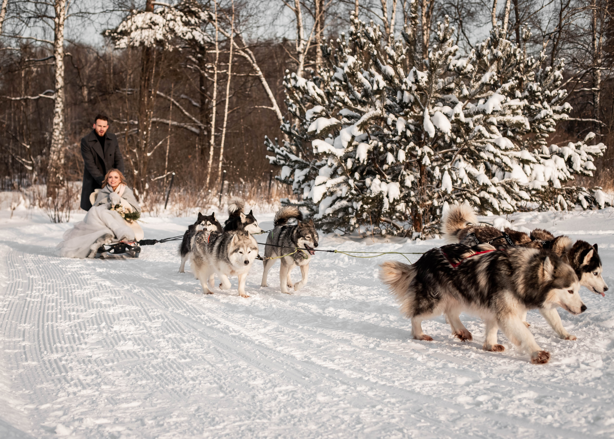 Пара с хаски. Женский свадебный и детский фотограф в Москве Юлия