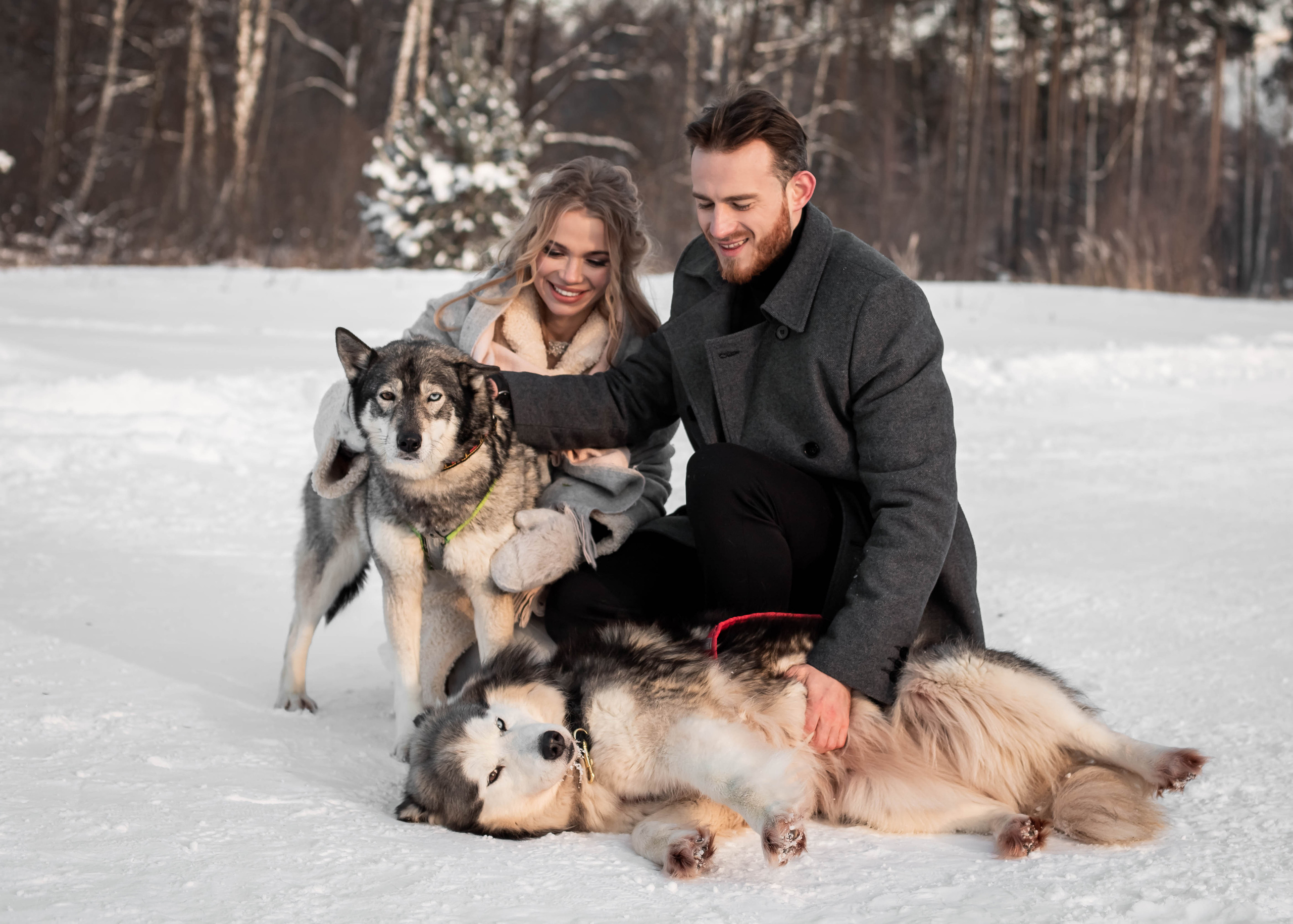 Пара с хаски. Женский свадебный и детский фотограф в Москве Юлия