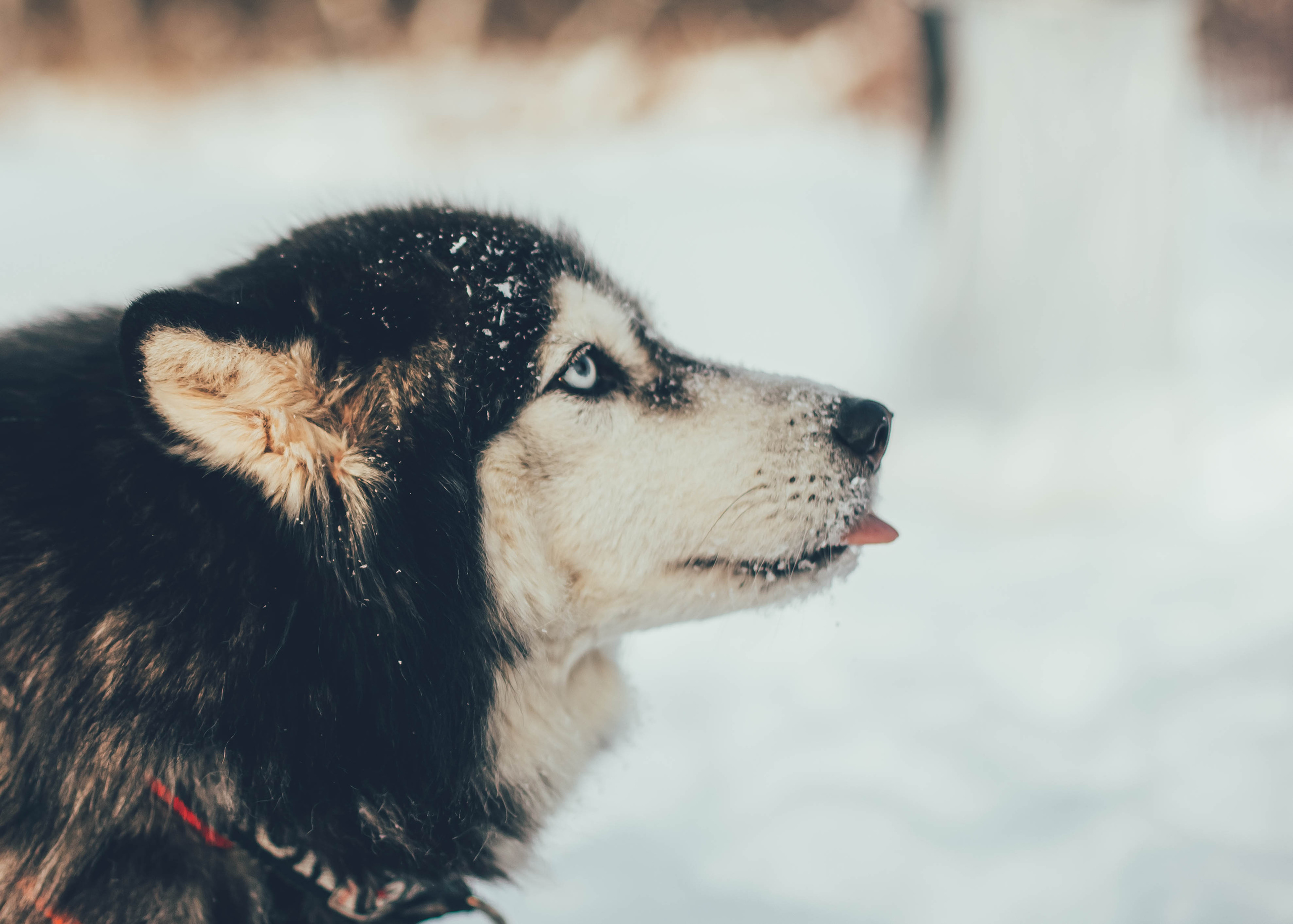 Пара с хаски. Женский свадебный и детский фотограф в Москве Юлия
