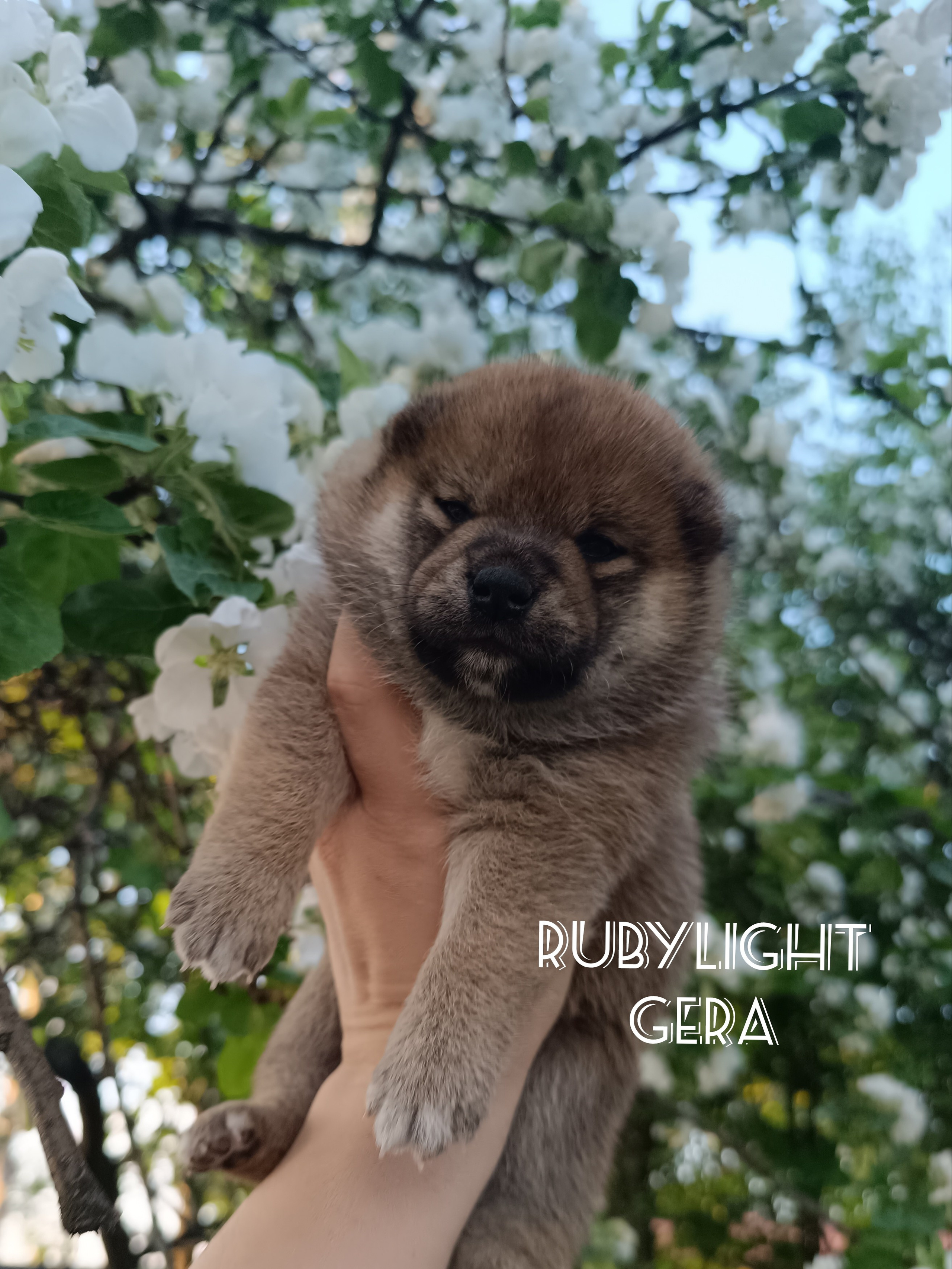 сиба питомник Рубилайт щенки на продажу rubylight  сиба щенки купить СПб Санкт-Петербург