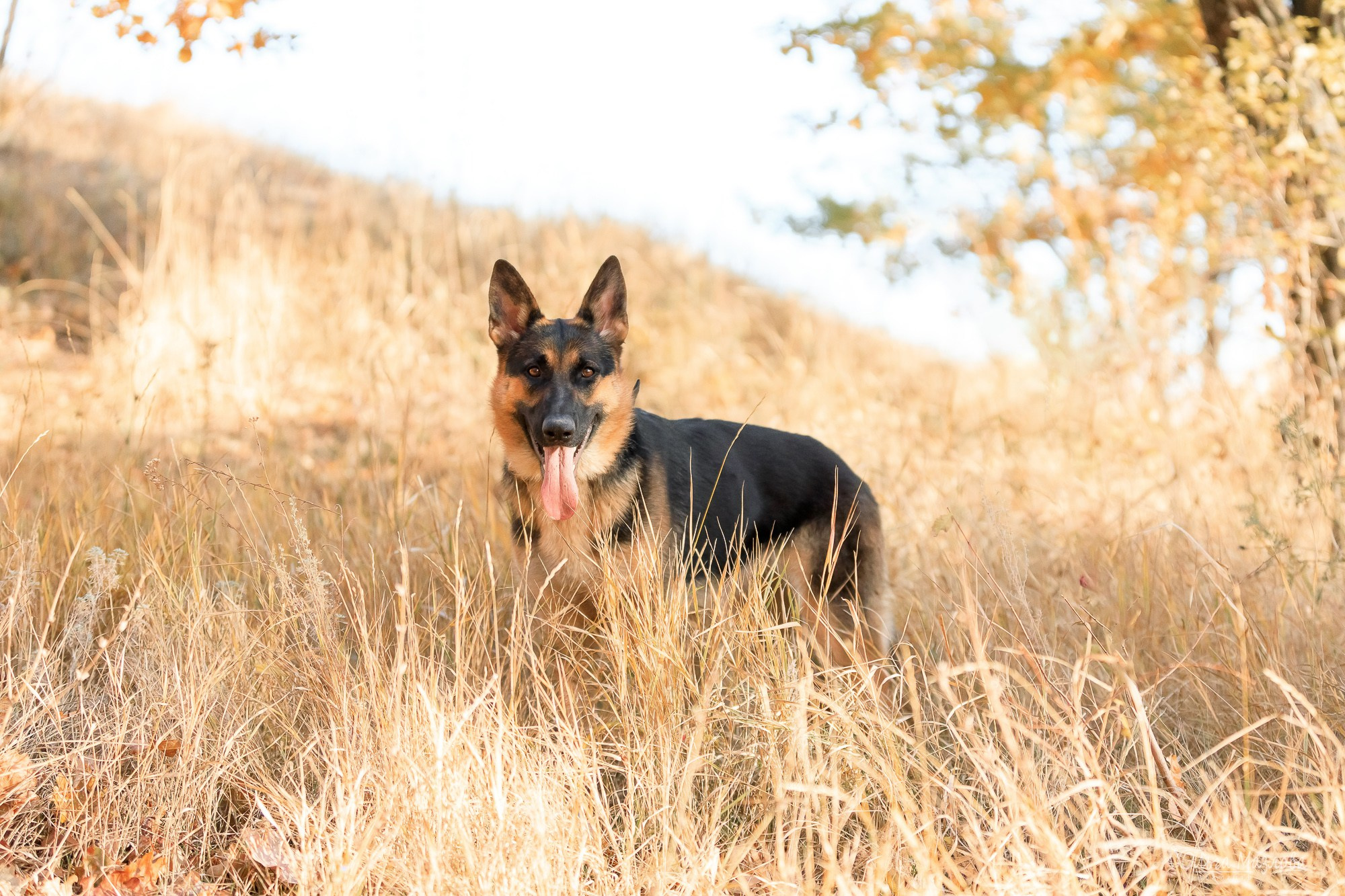 Наталья и Лекса. Фотограф в Саратове Ольга Мазлова