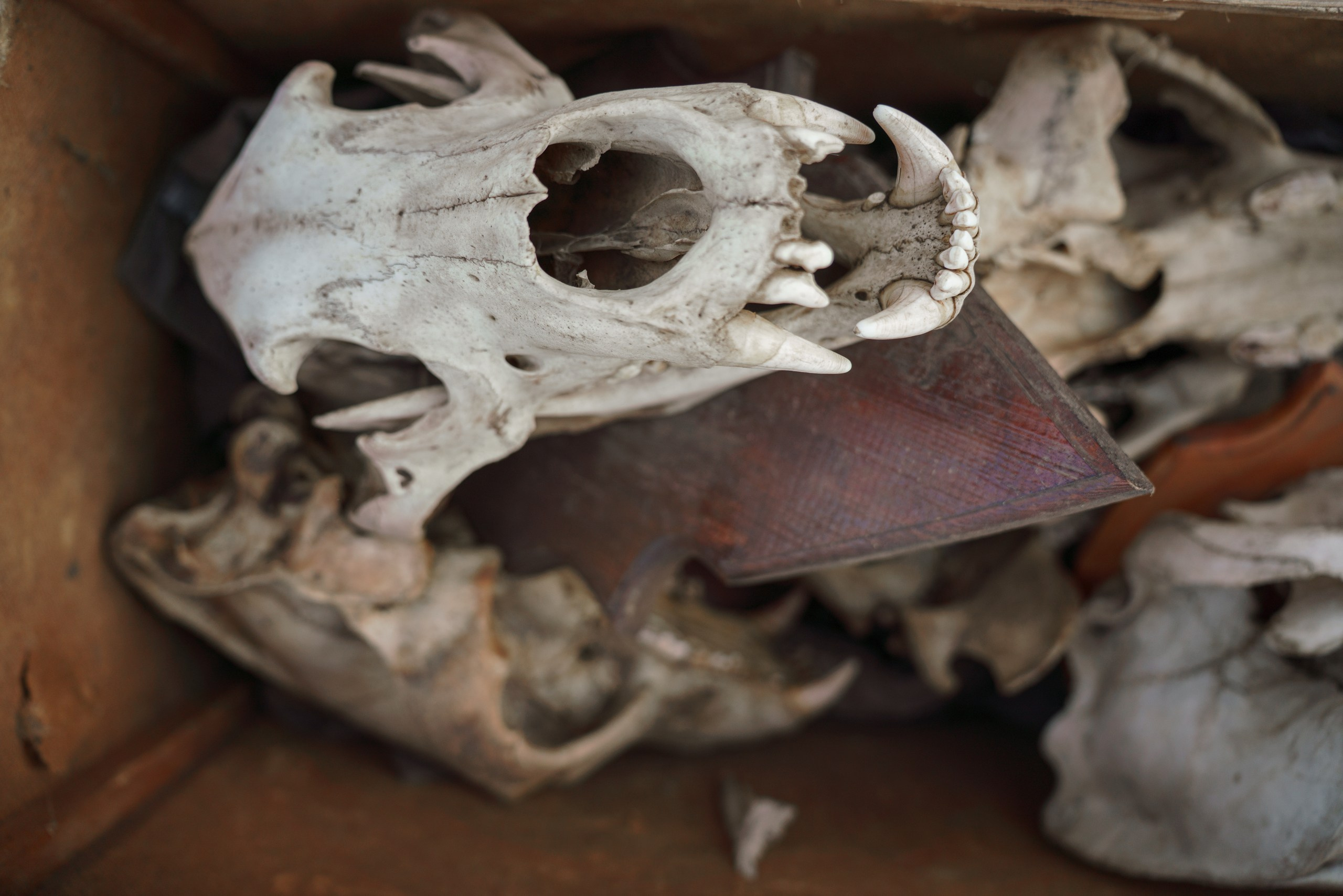 В олене жизнь. Фотограф в Красноярске Нерозя Александр. Пейзаж, природа, портрет