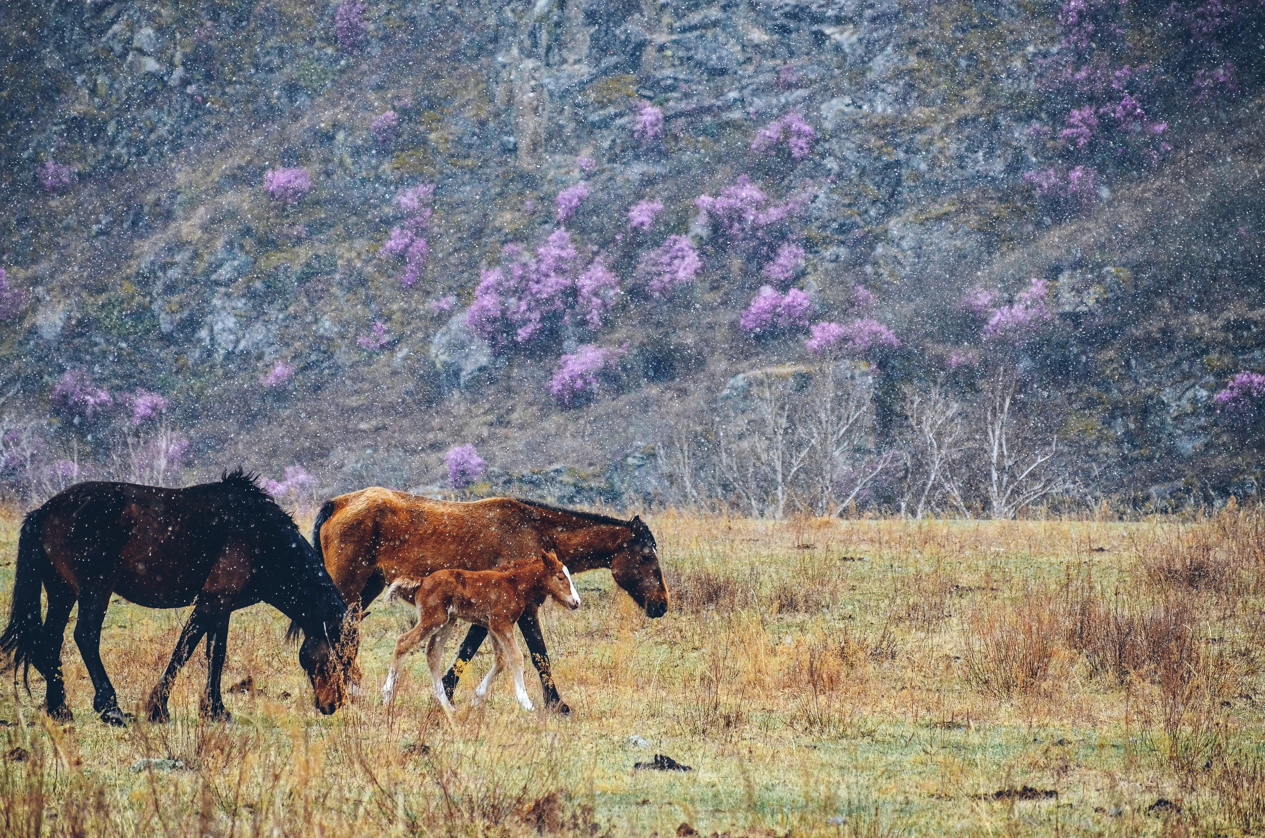 Лошади на фоне цветов моральника, Алтай