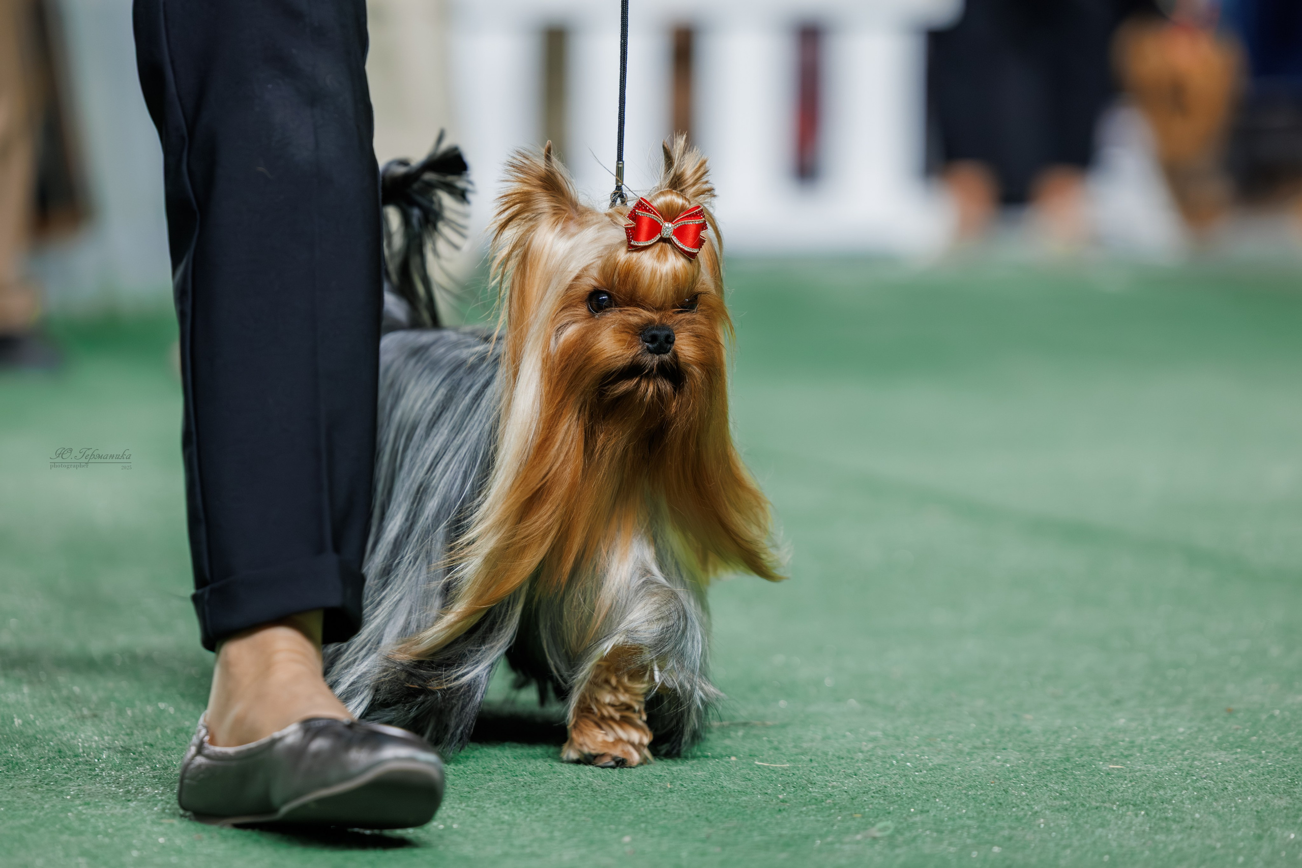 Телави 11-12.10.2025. Фотограф-анималист Юлия Германика