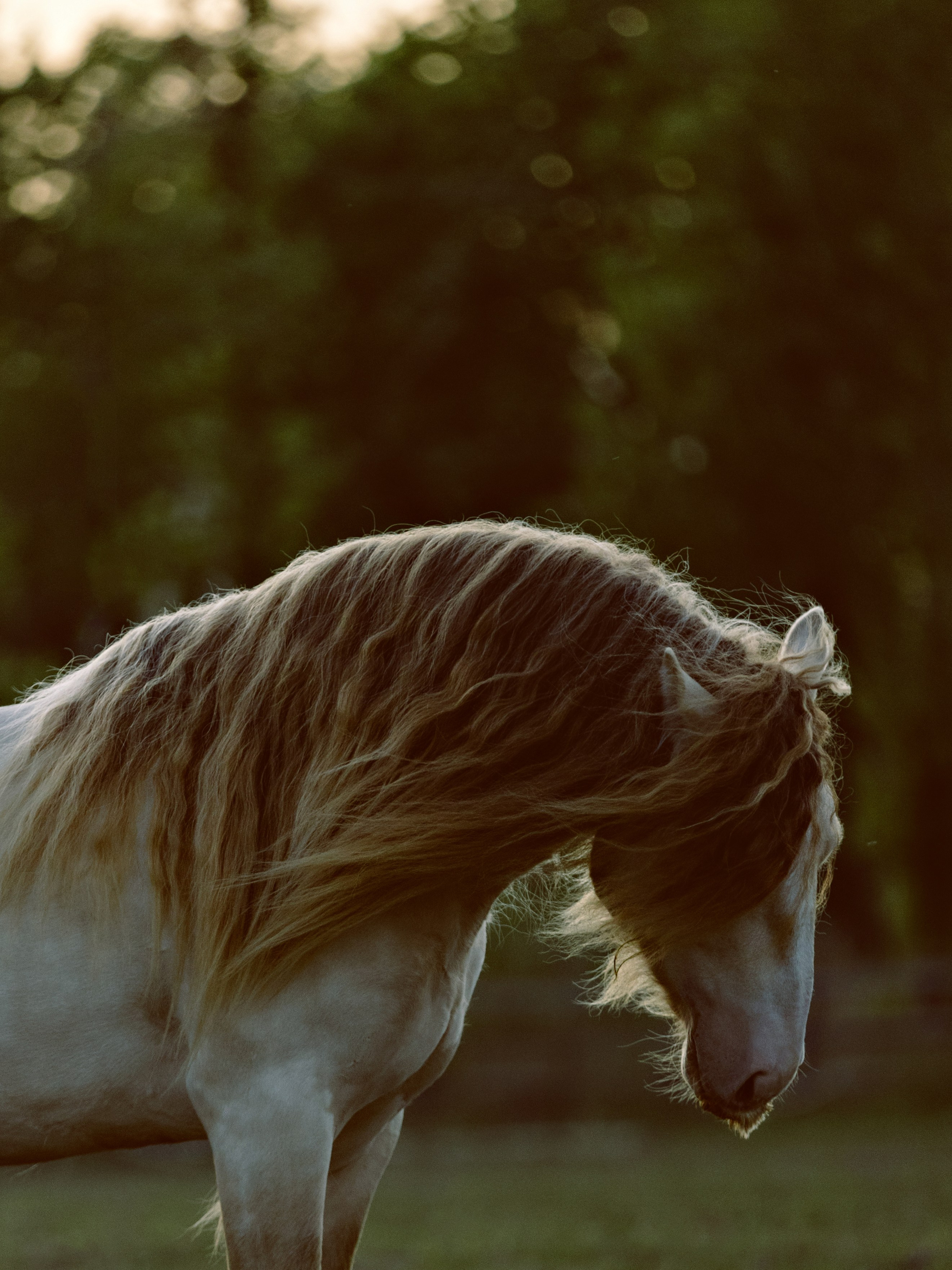 Съёмка лошадей/ цвет. Конный фотограф в Калининграде Елена Курбатова
