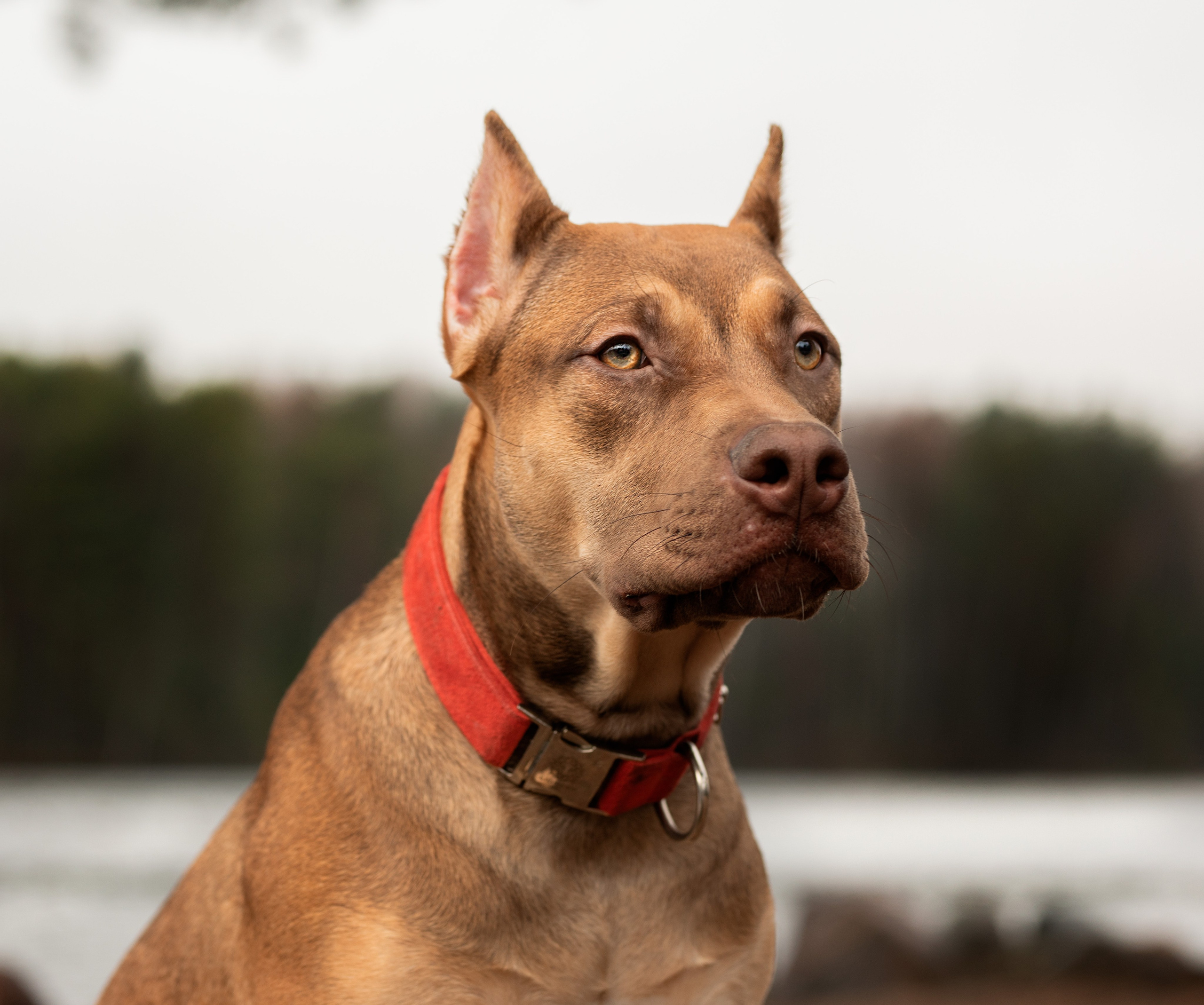 Прогулочные фотосъёмки лес, поле. Фотограф-анималист Павлова Любовь