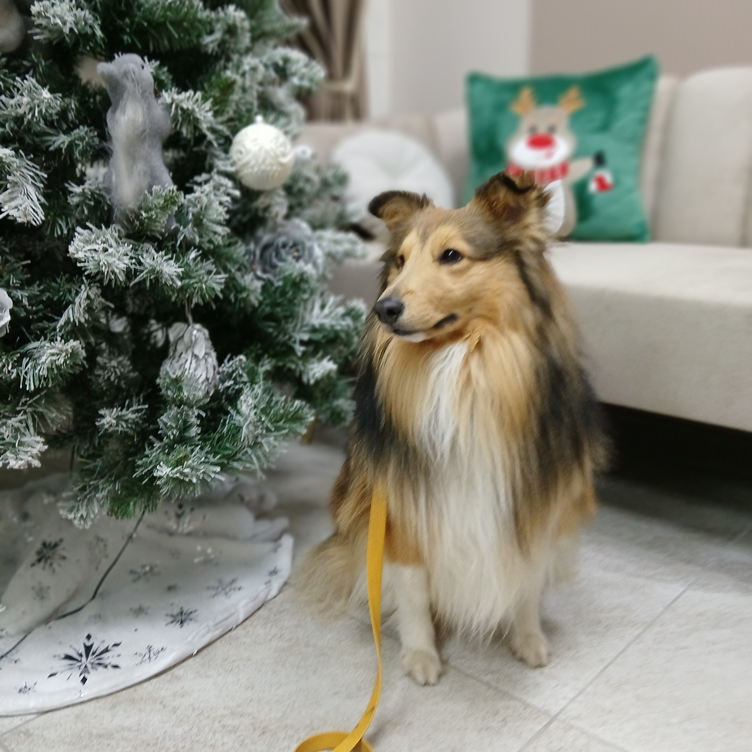 Арчи мой питомец шелти. Катя Попова|ЛайфСтайл фотограф