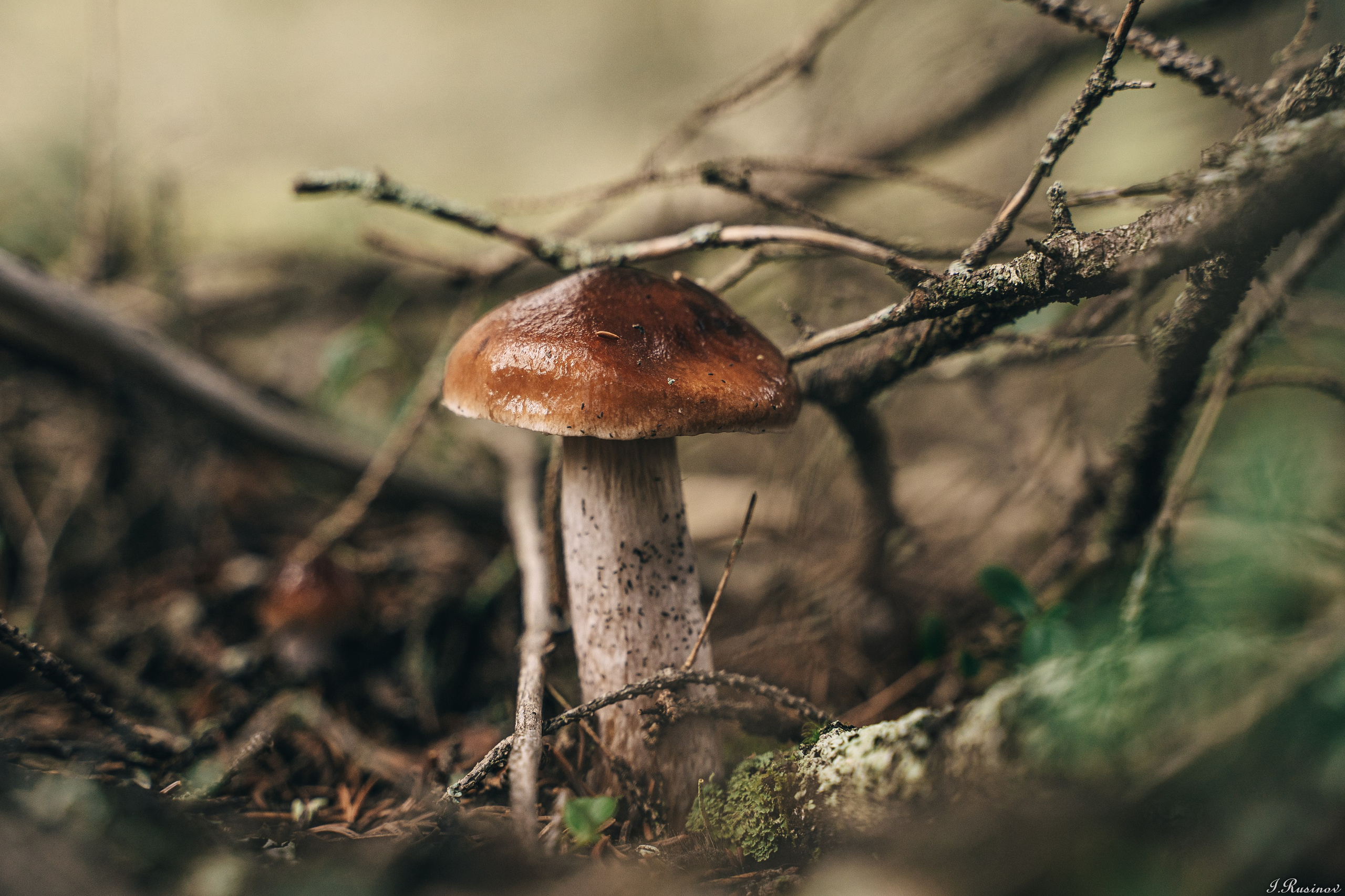 ХИБИНЫ 2021 г. Event фотограф Степанова Александра