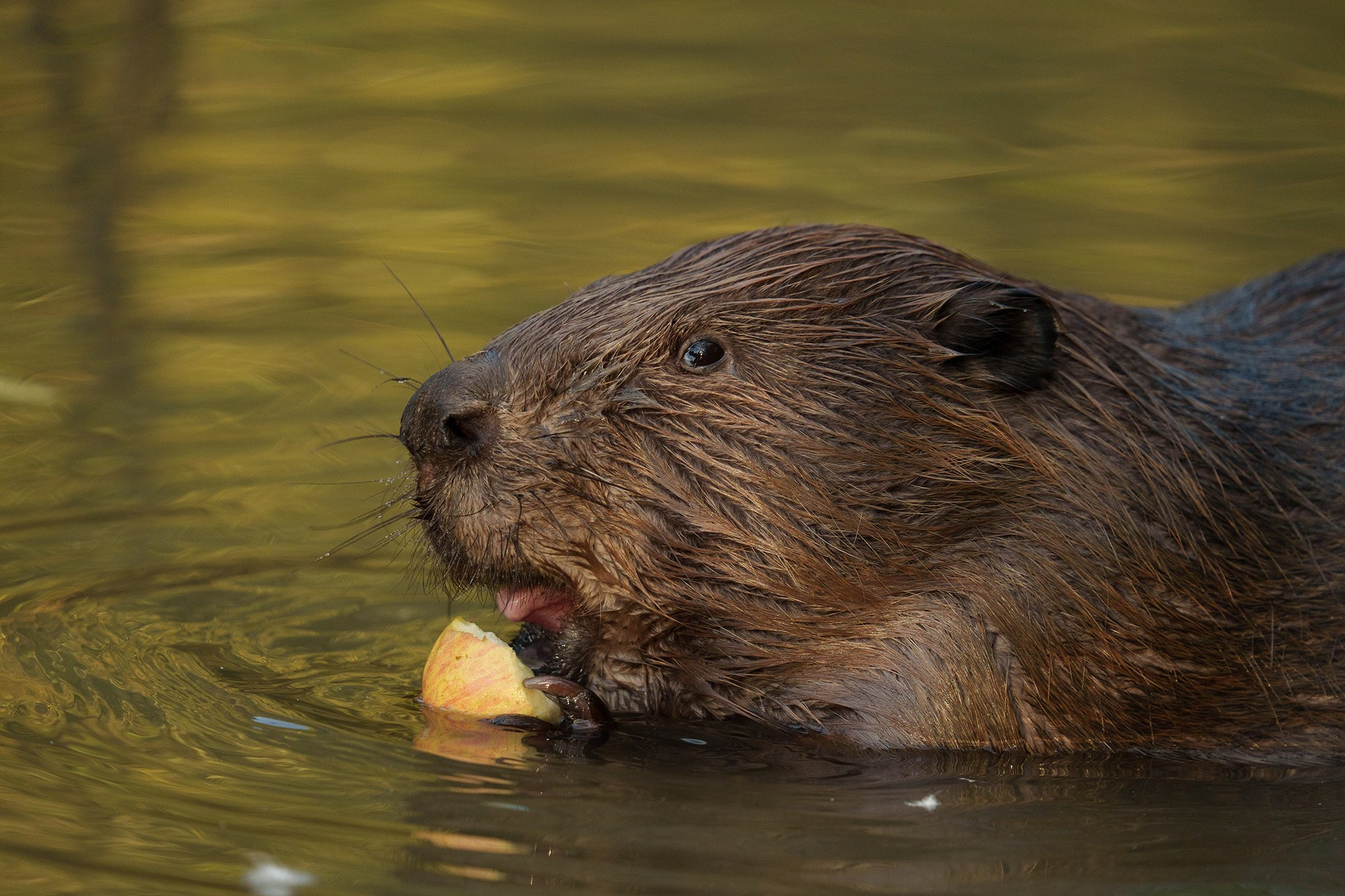 Животные. Ваш личный фотограф Марина Волкова
