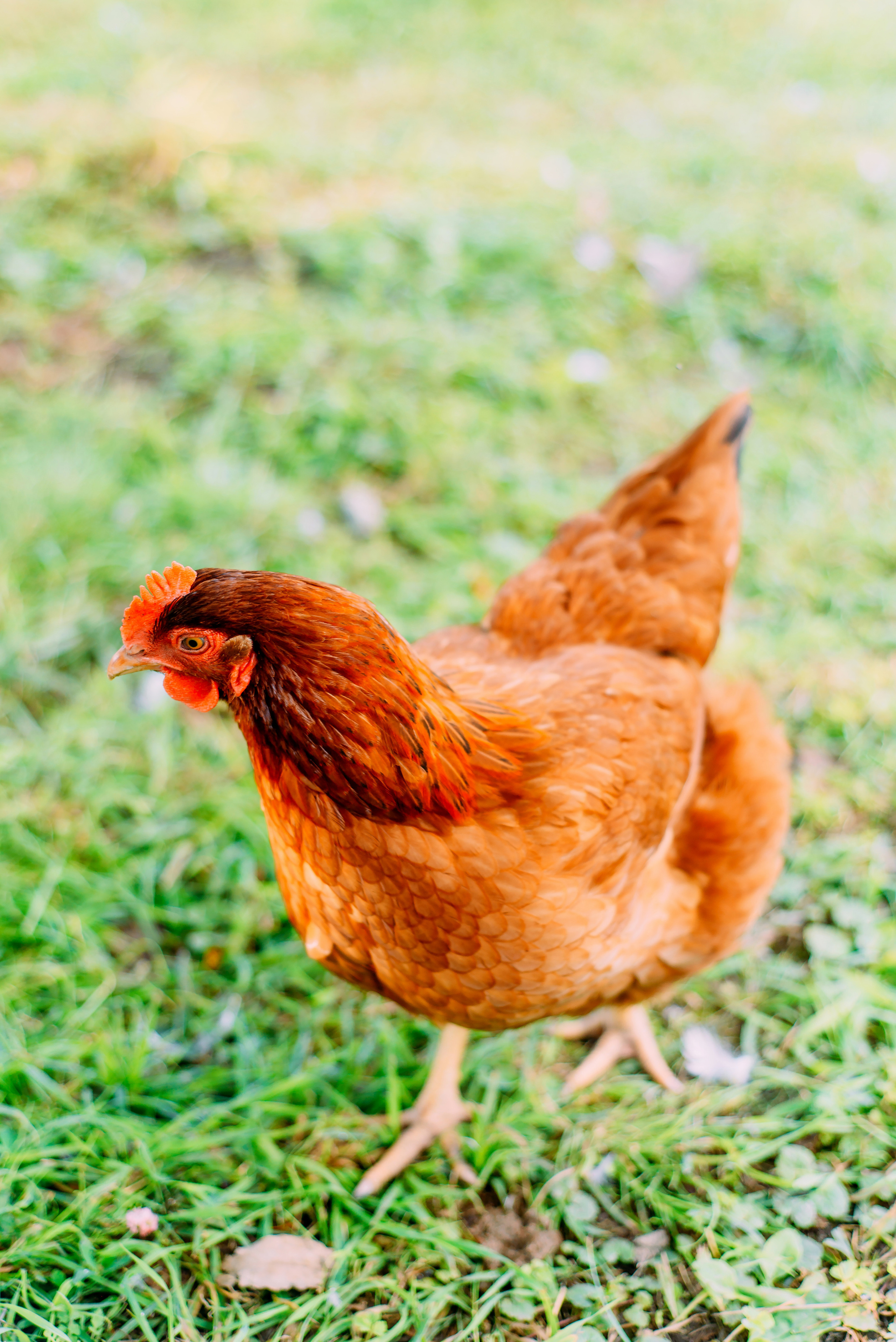 Ариша с родителями. Детский и семейный фотограф Эльмира Веселова