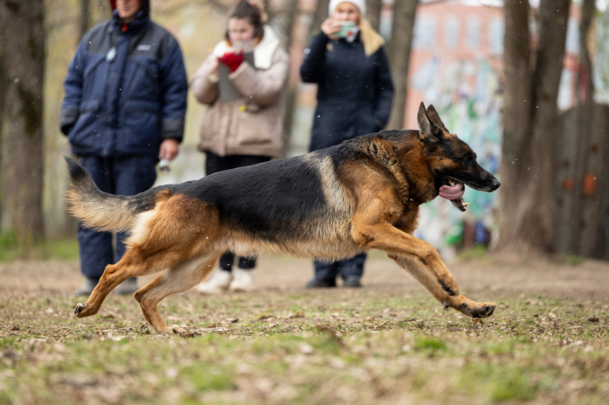 Квалификационные состязания по мондьорингу г. Вологда 11.05.24. Фотограф-анималист Анна Маринич
