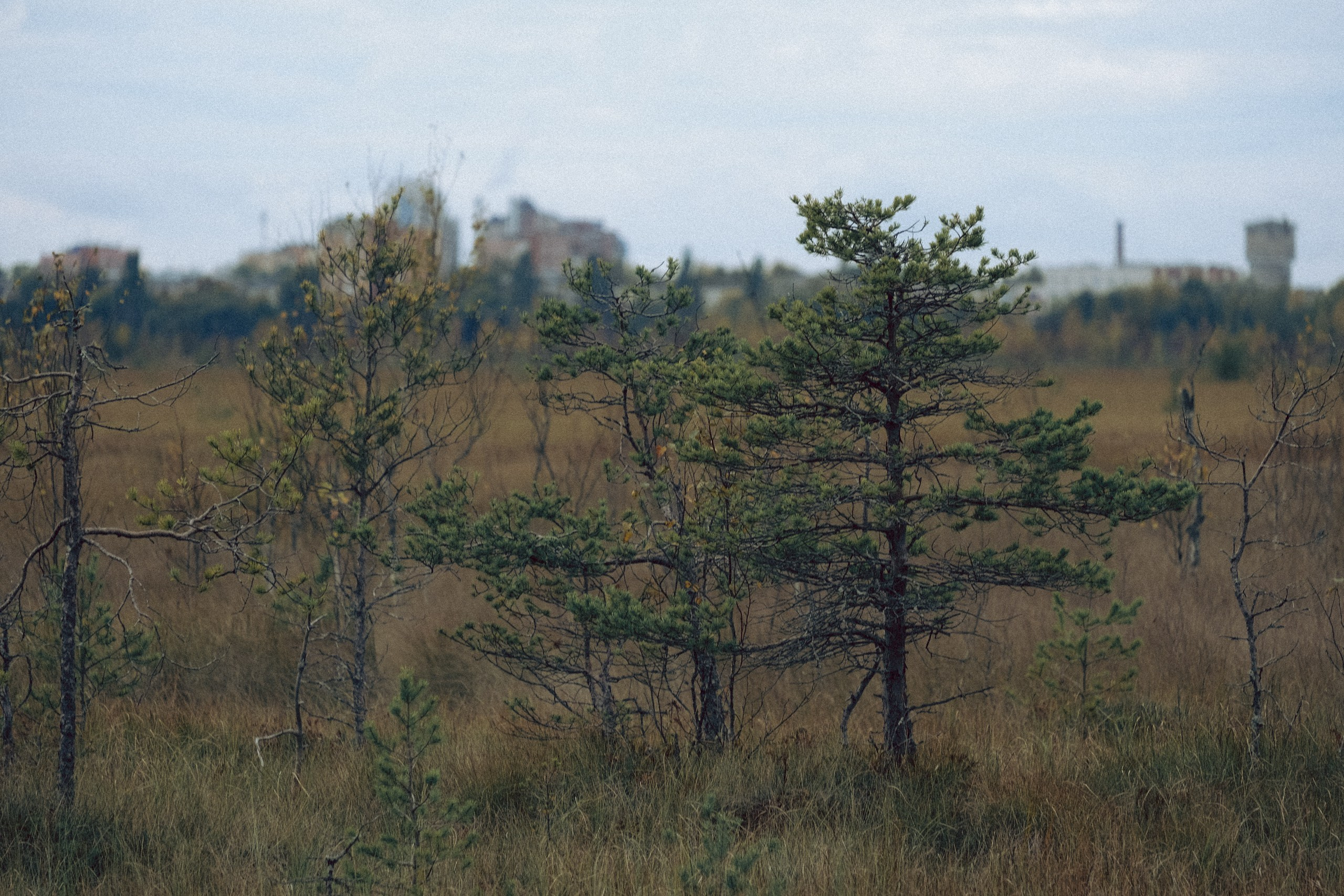 Осеняя прогулка. Профессиональный фотограф, Санкт-Петербург — Виктория Богомолова